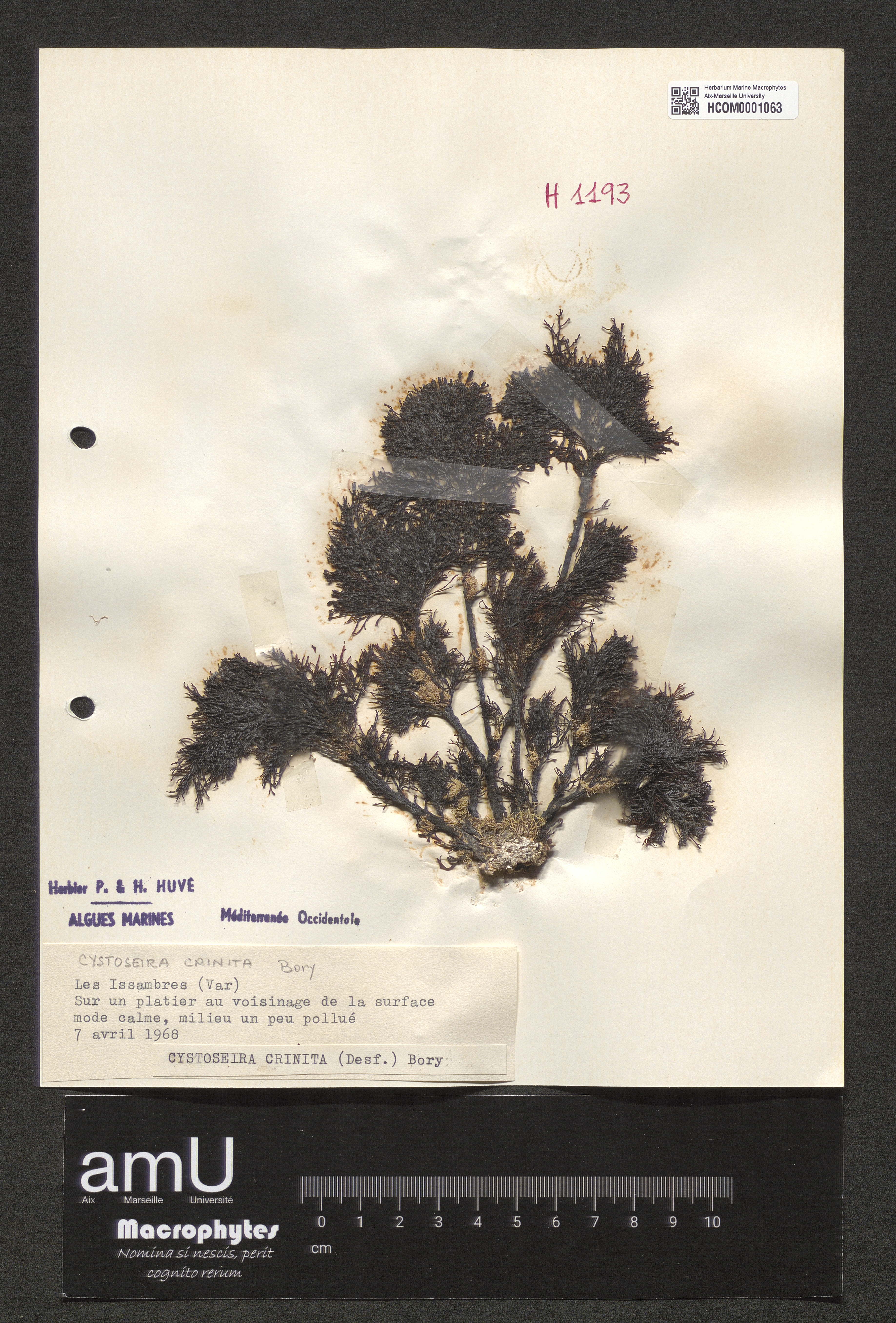 Cystoseira crinita specimen