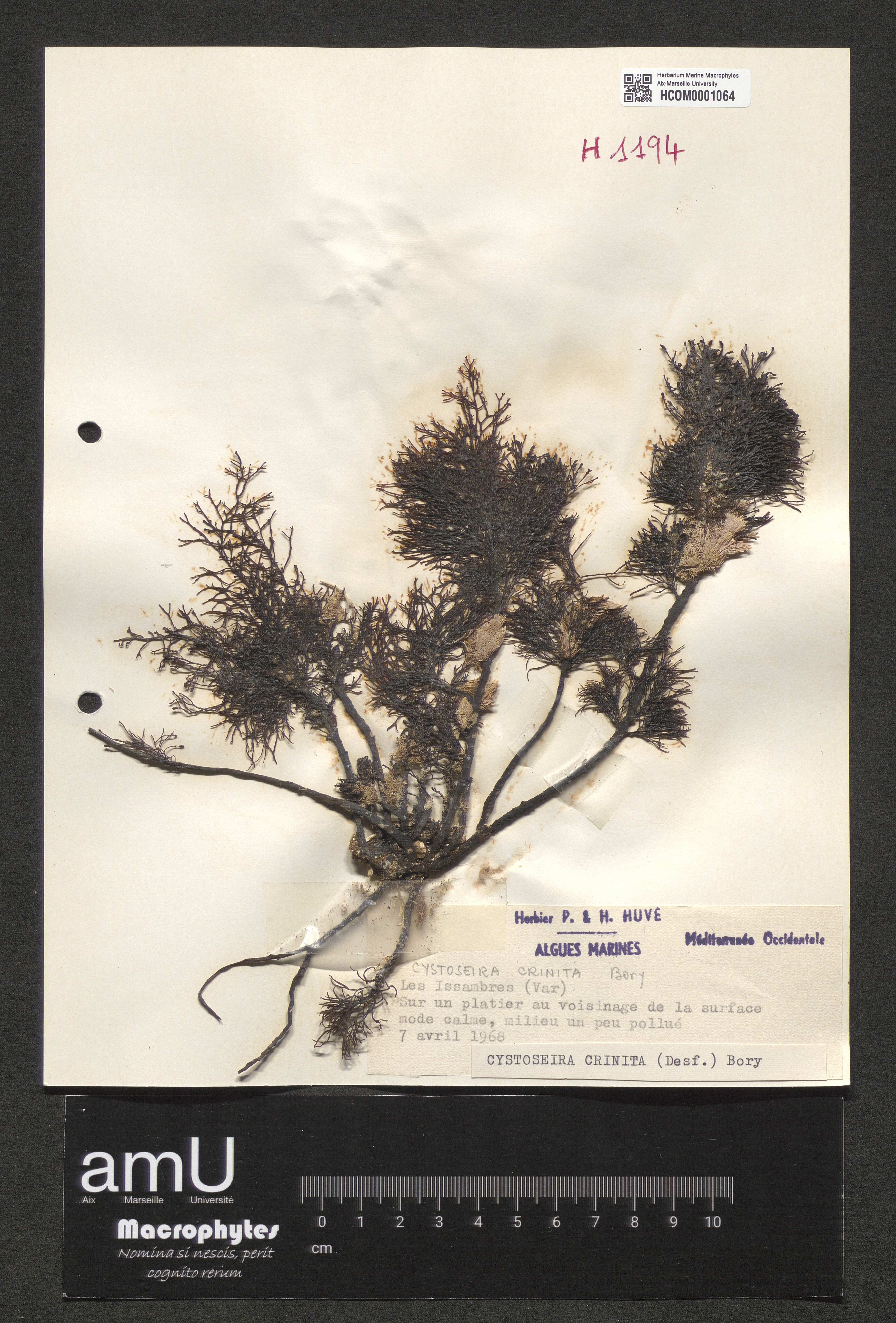 Cystoseira crinita specimen