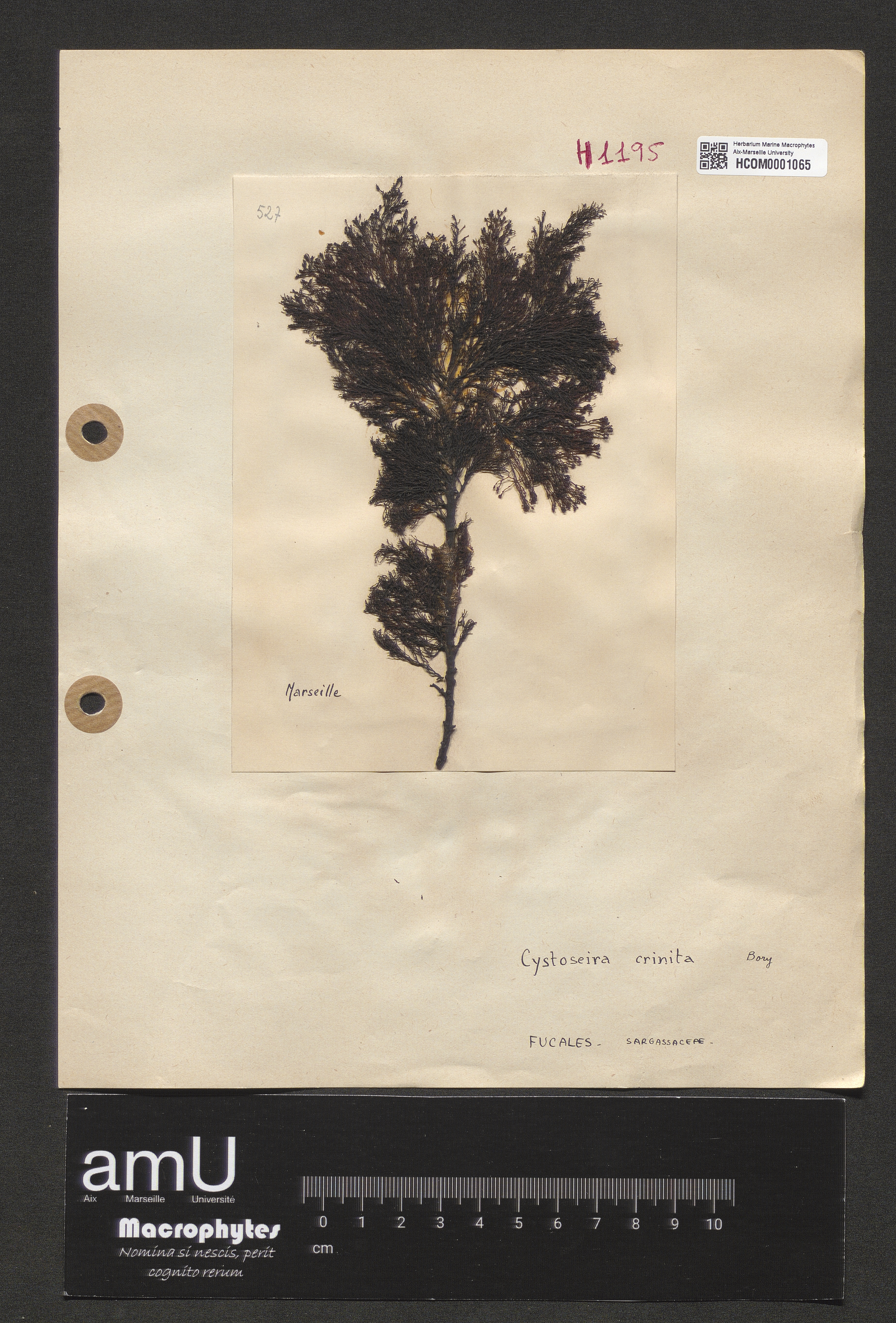 Cystoseira crinita specimen
