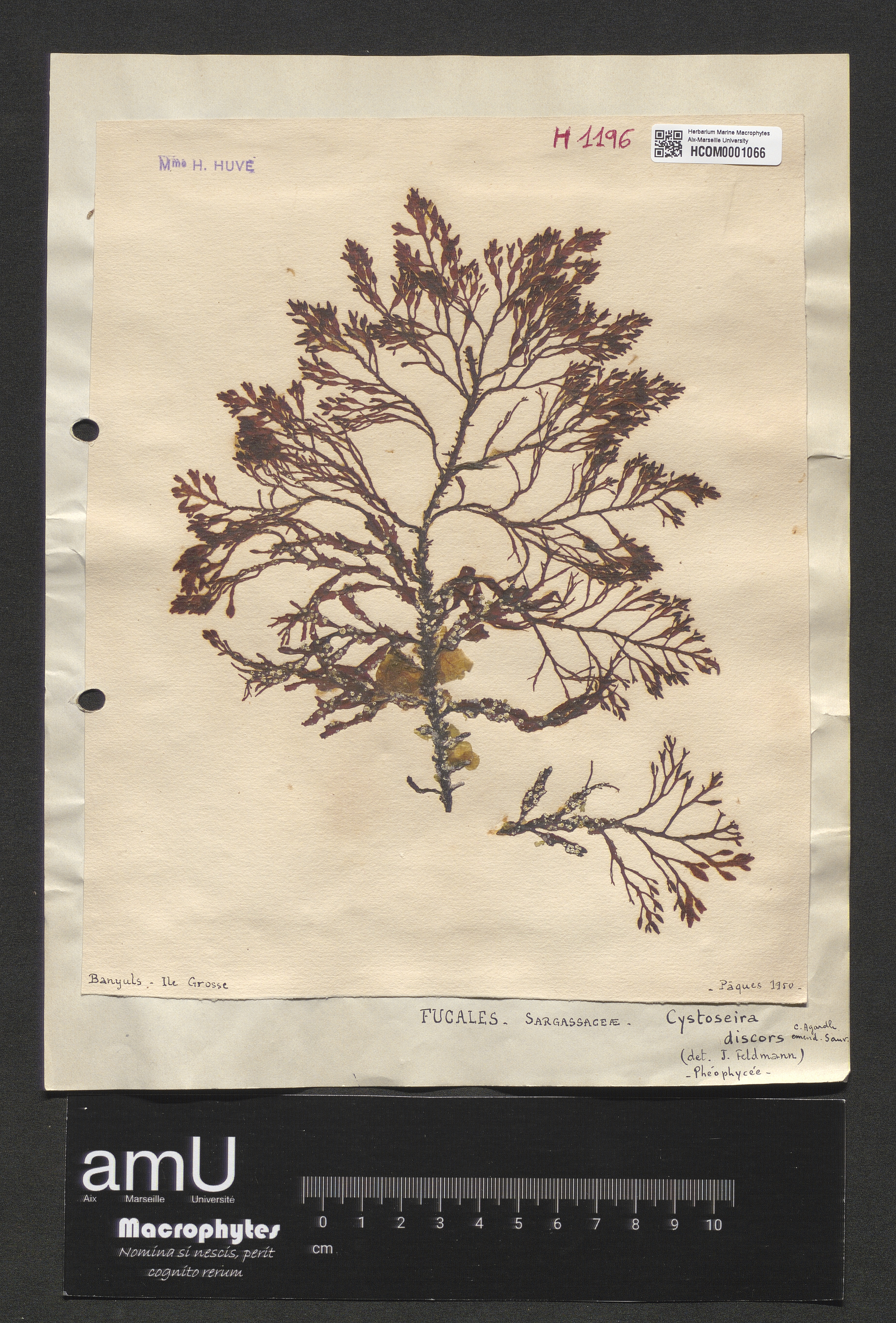 Cystoseira discors specimen