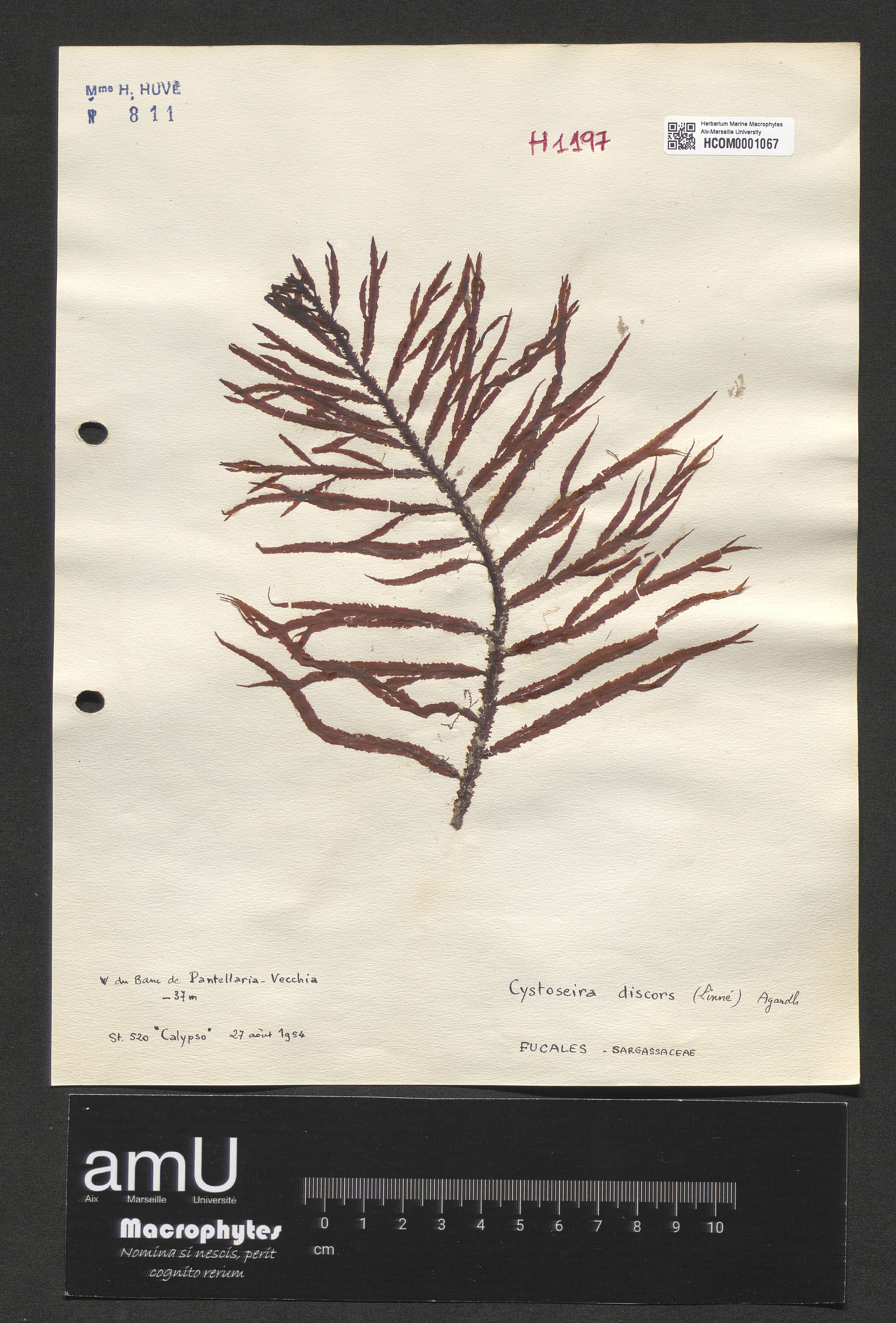 Cystoseira discors specimen