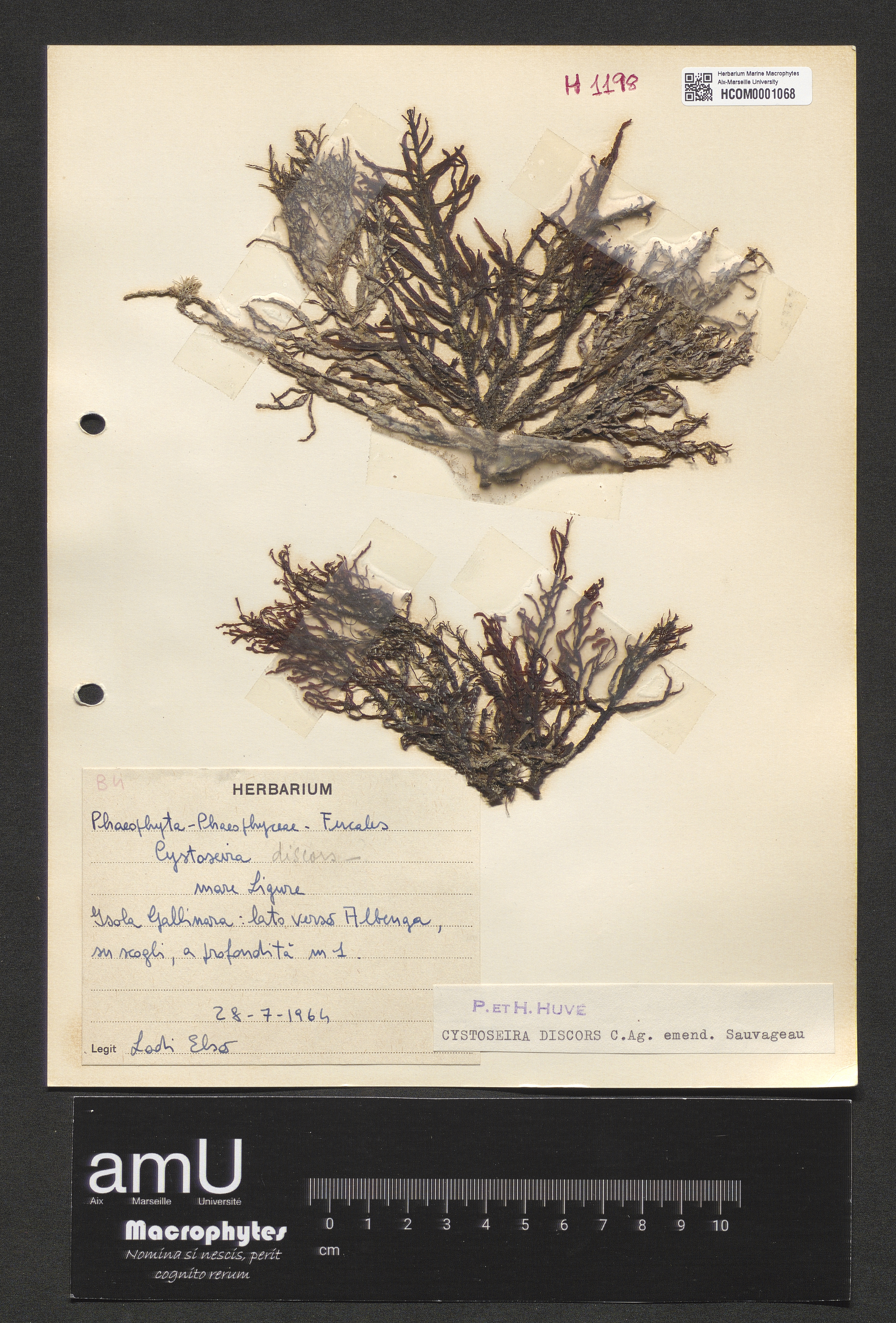 Cystoseira discors specimen