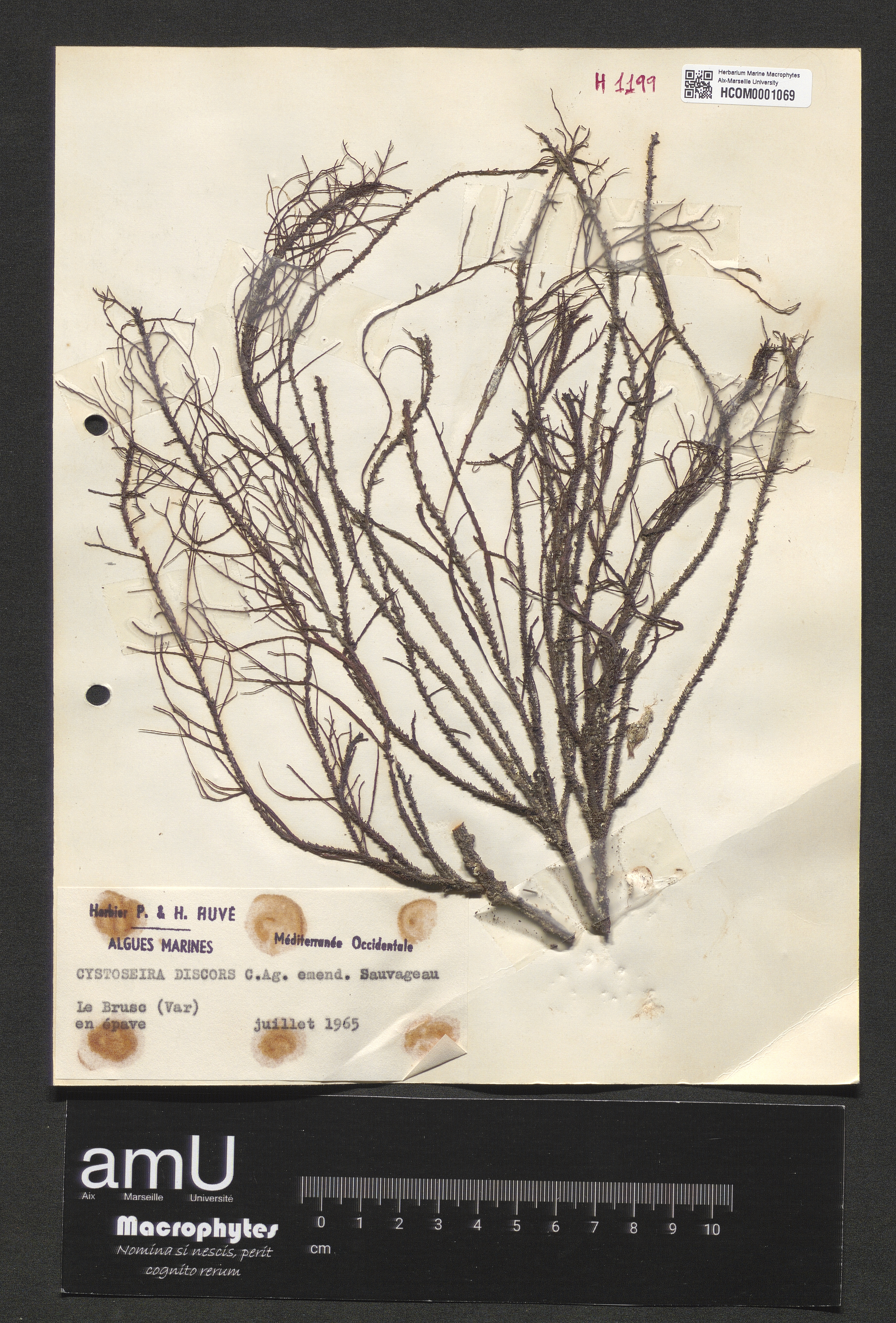 Cystoseira discors specimen