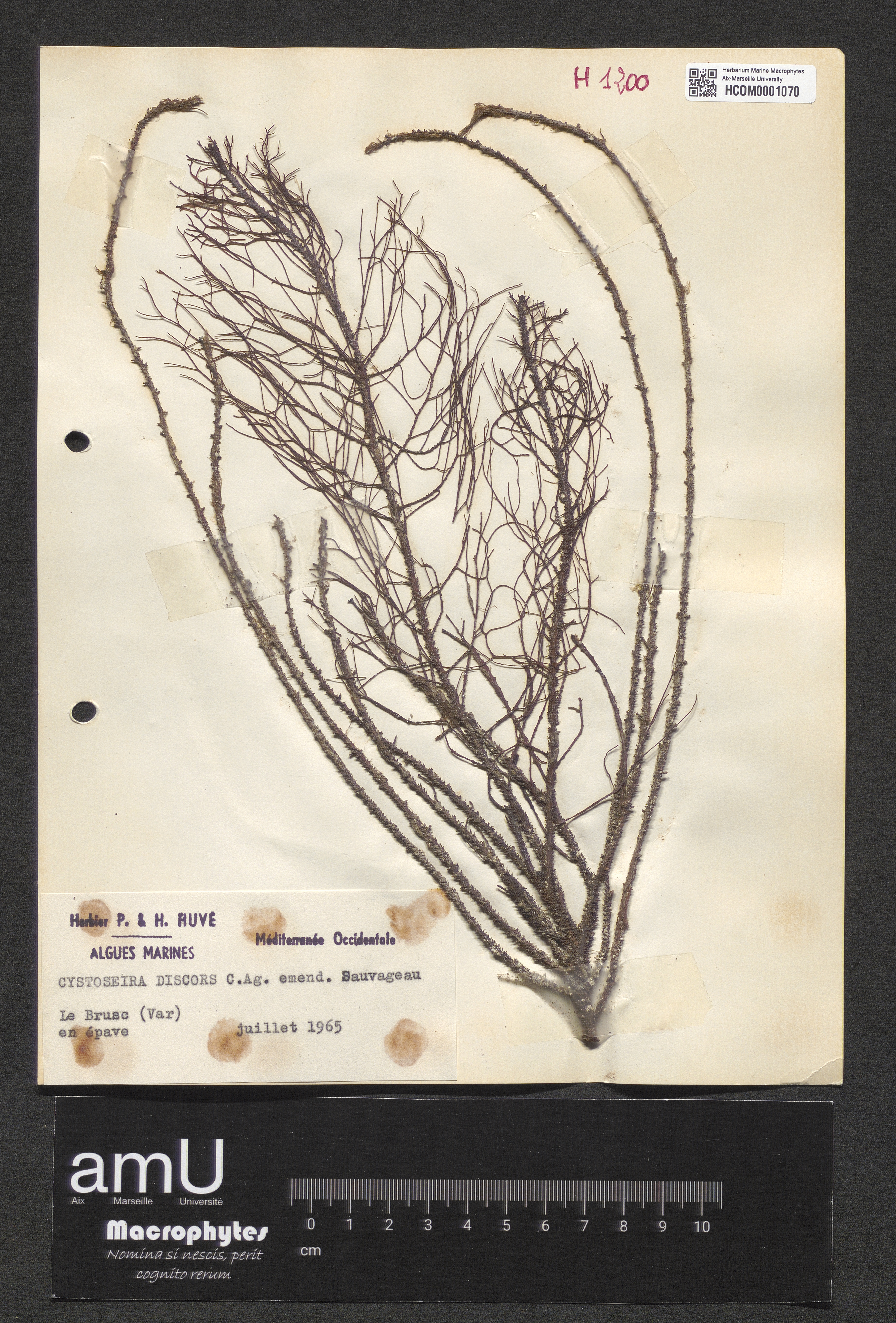 Cystoseira discors specimen