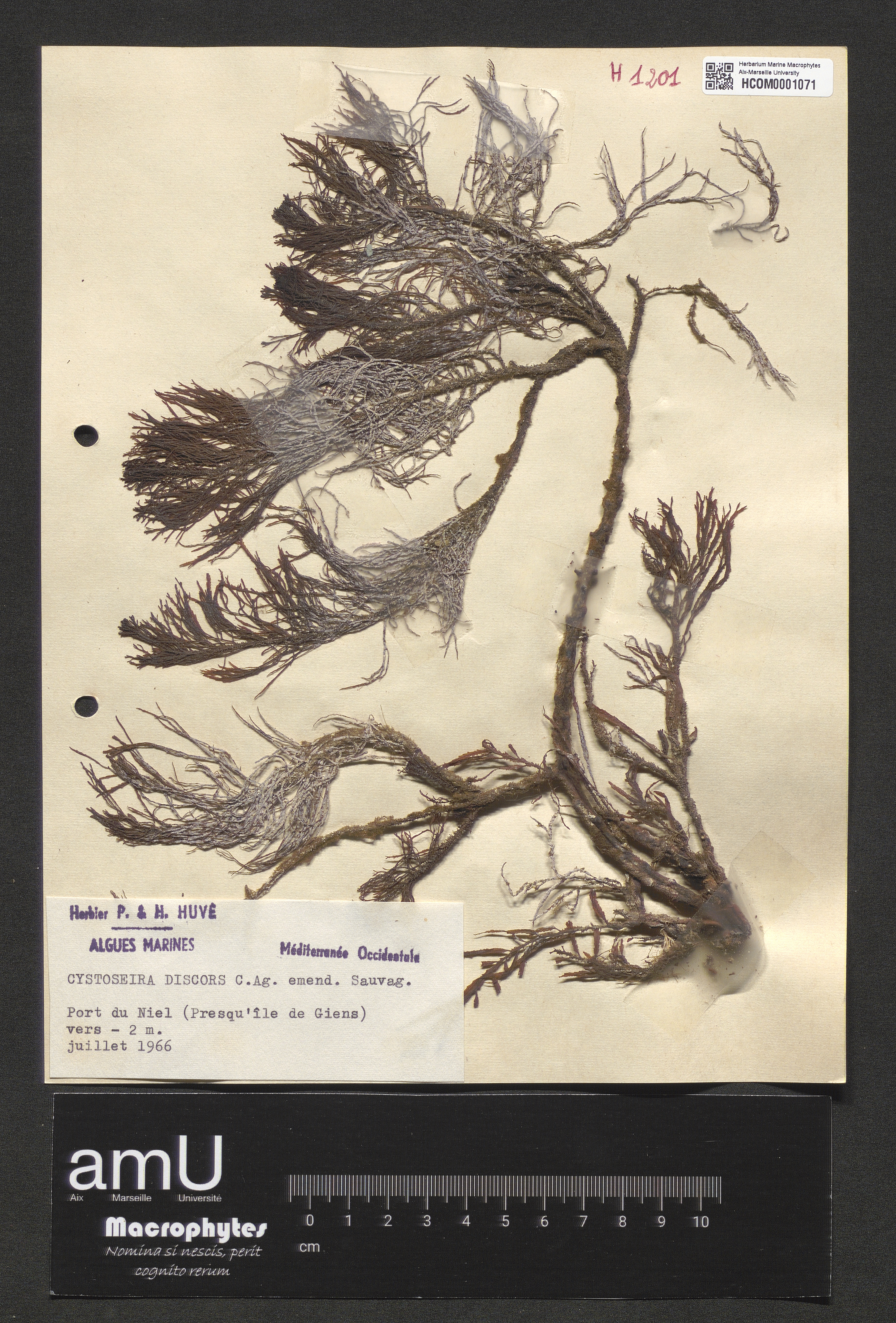 Cystoseira discors specimen