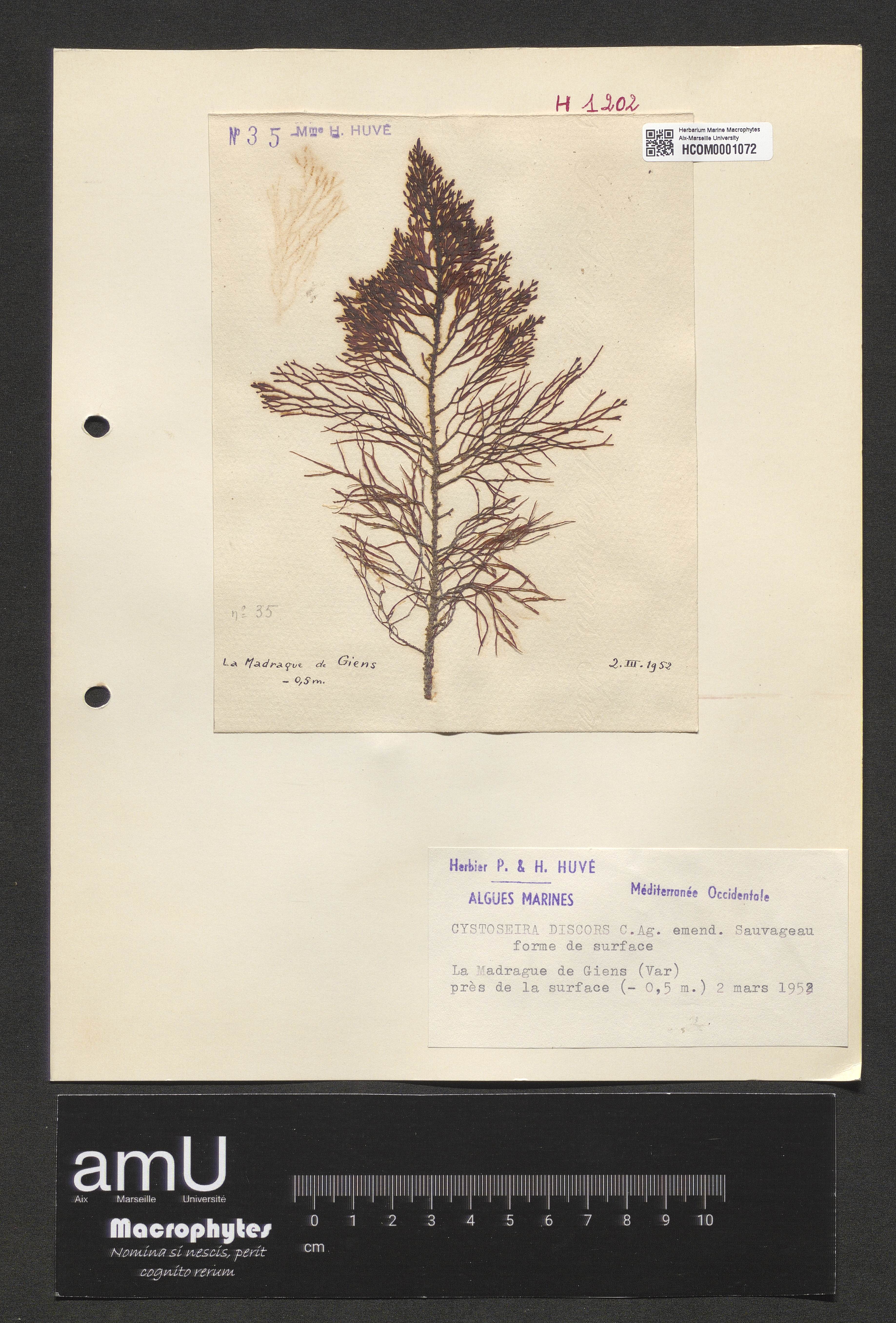 Cystoseira discors specimen