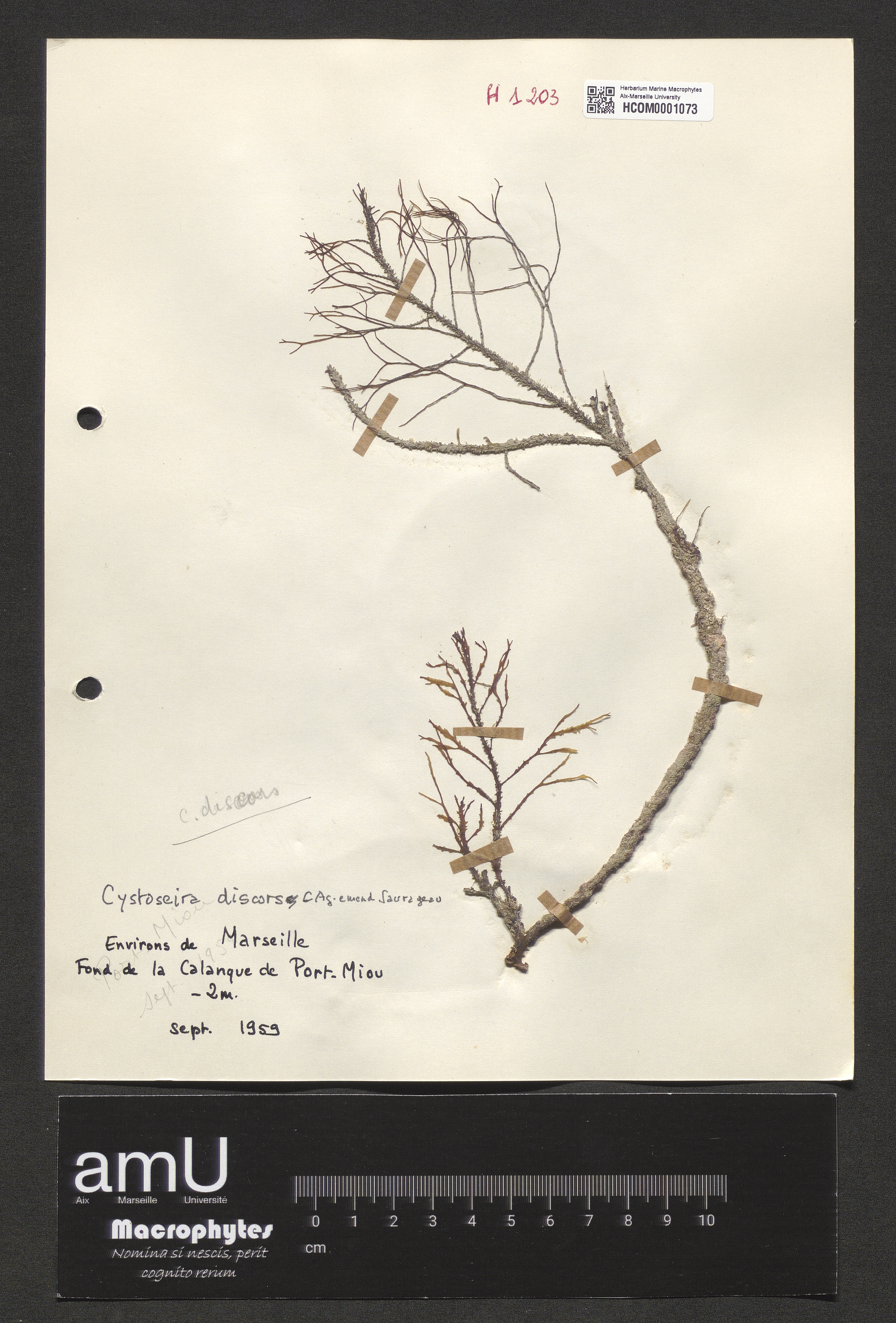 Cystoseira discors specimen