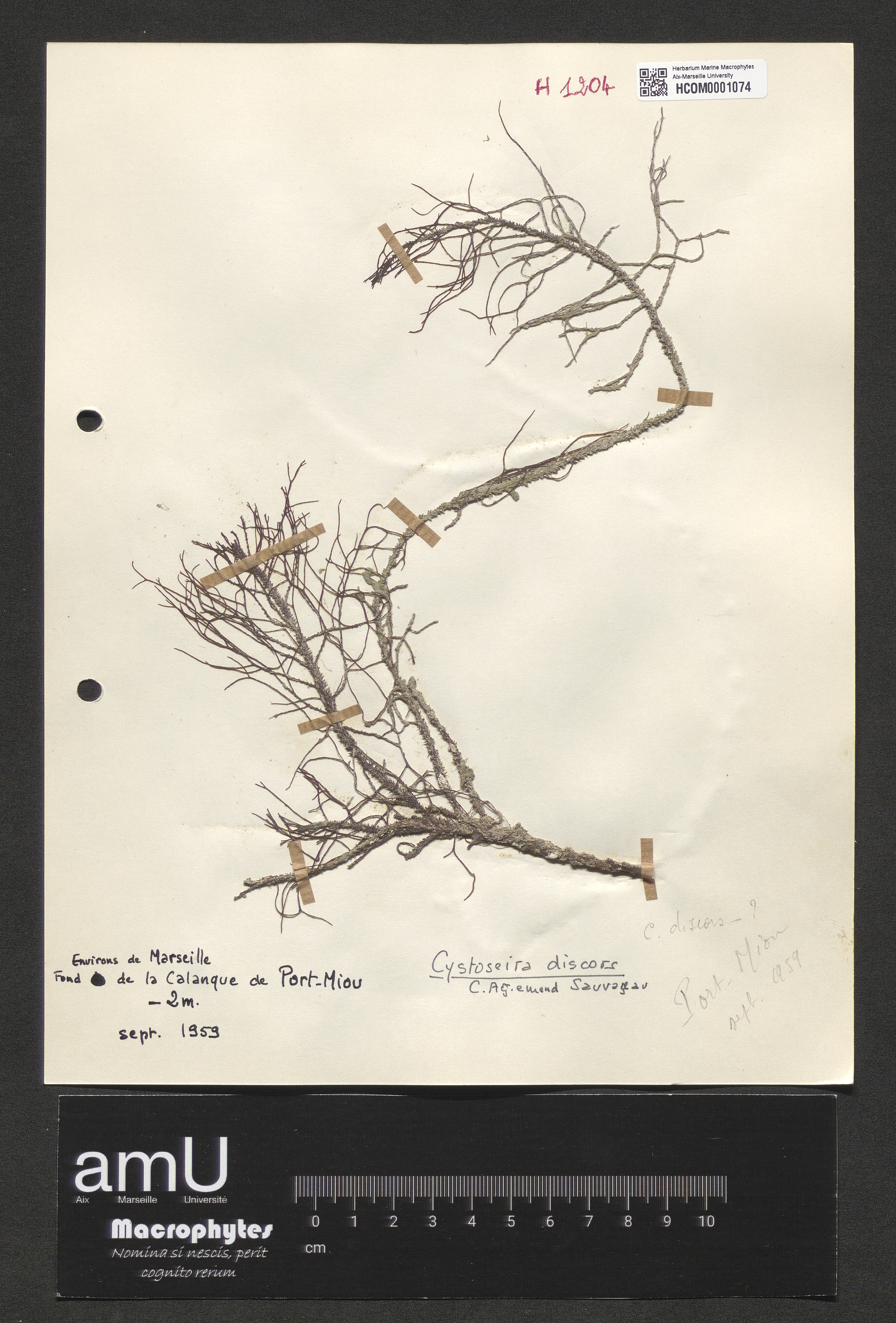 Cystoseira discors specimen