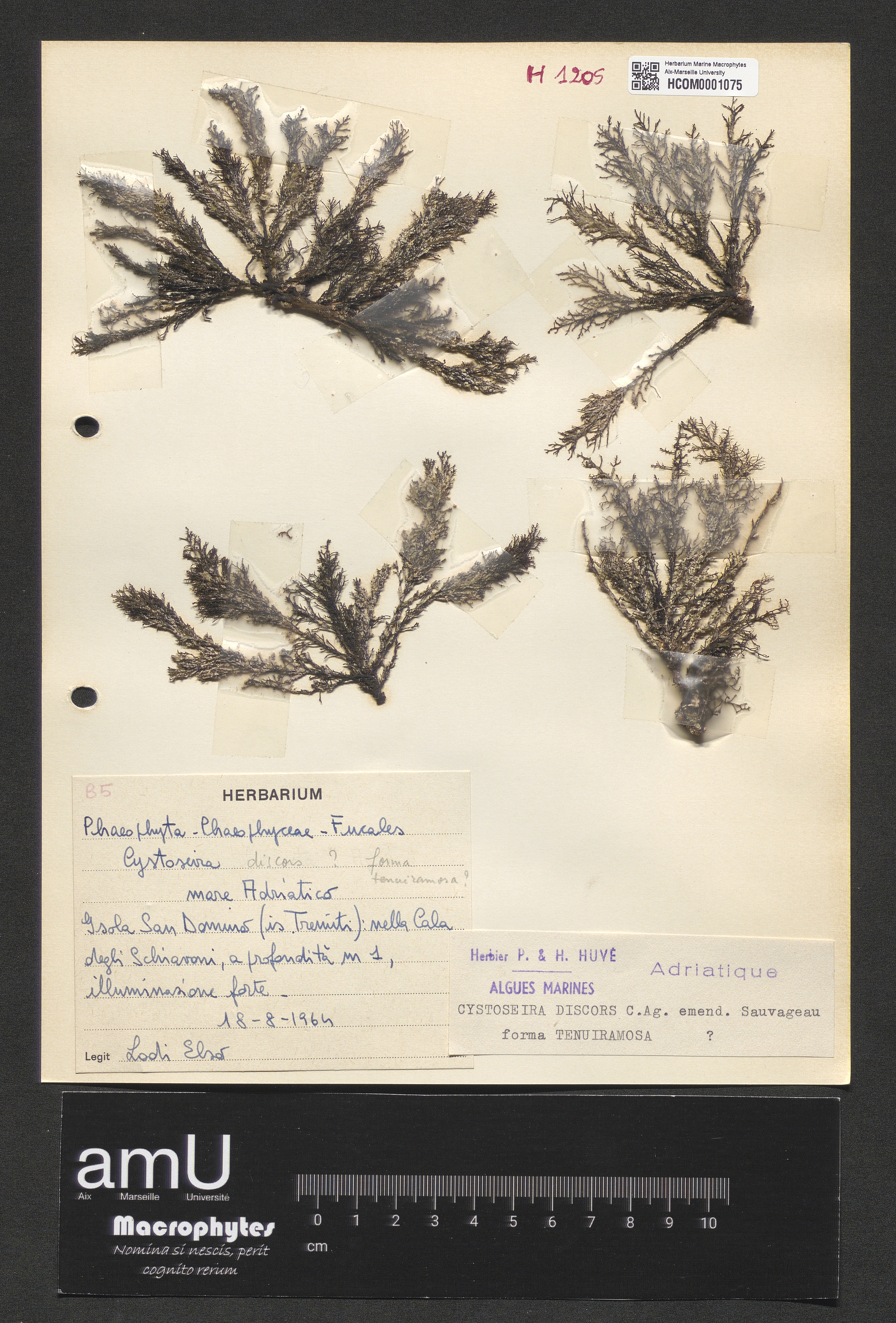 Cystoseira discors specimen
