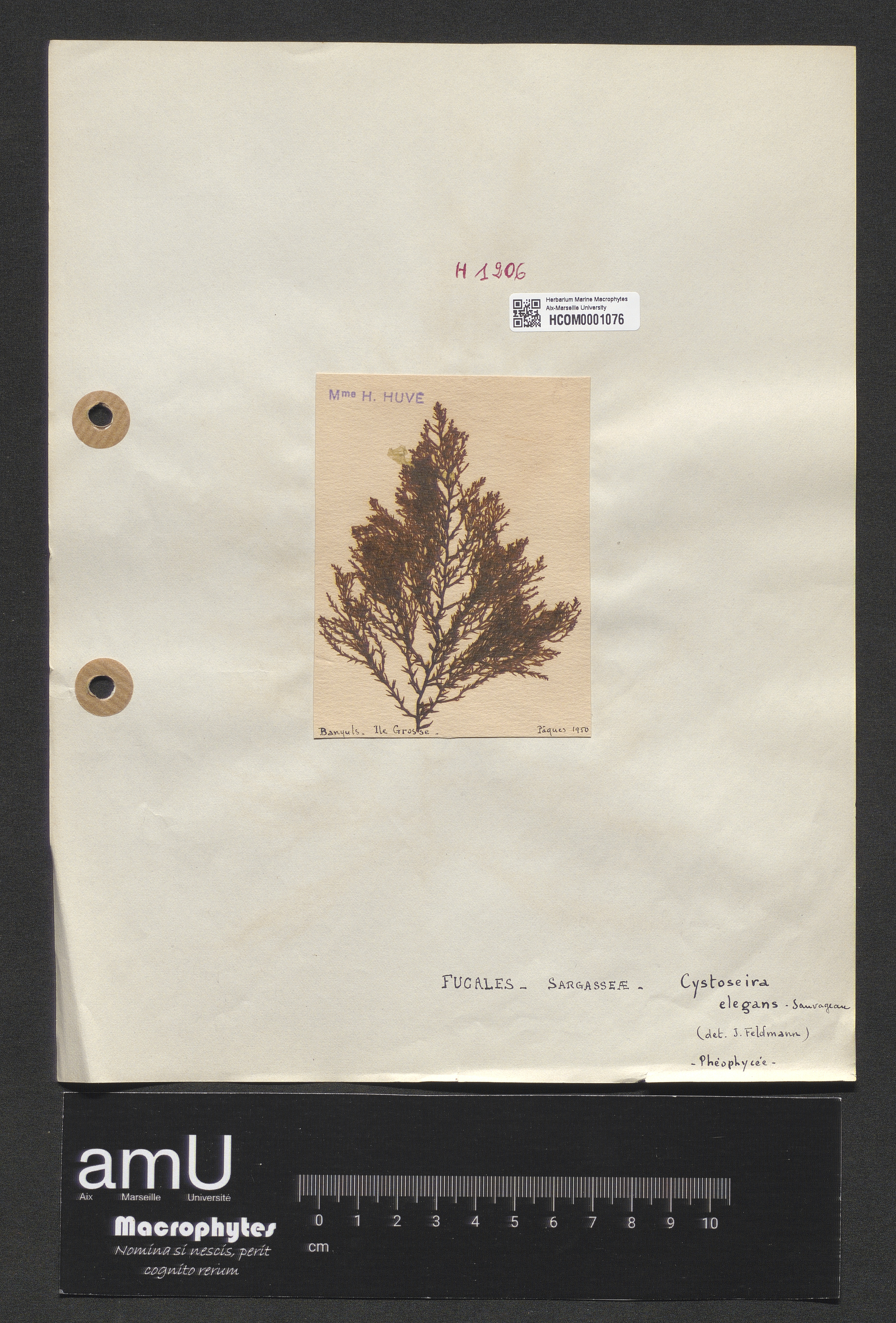 Cystoseira elegans specimen