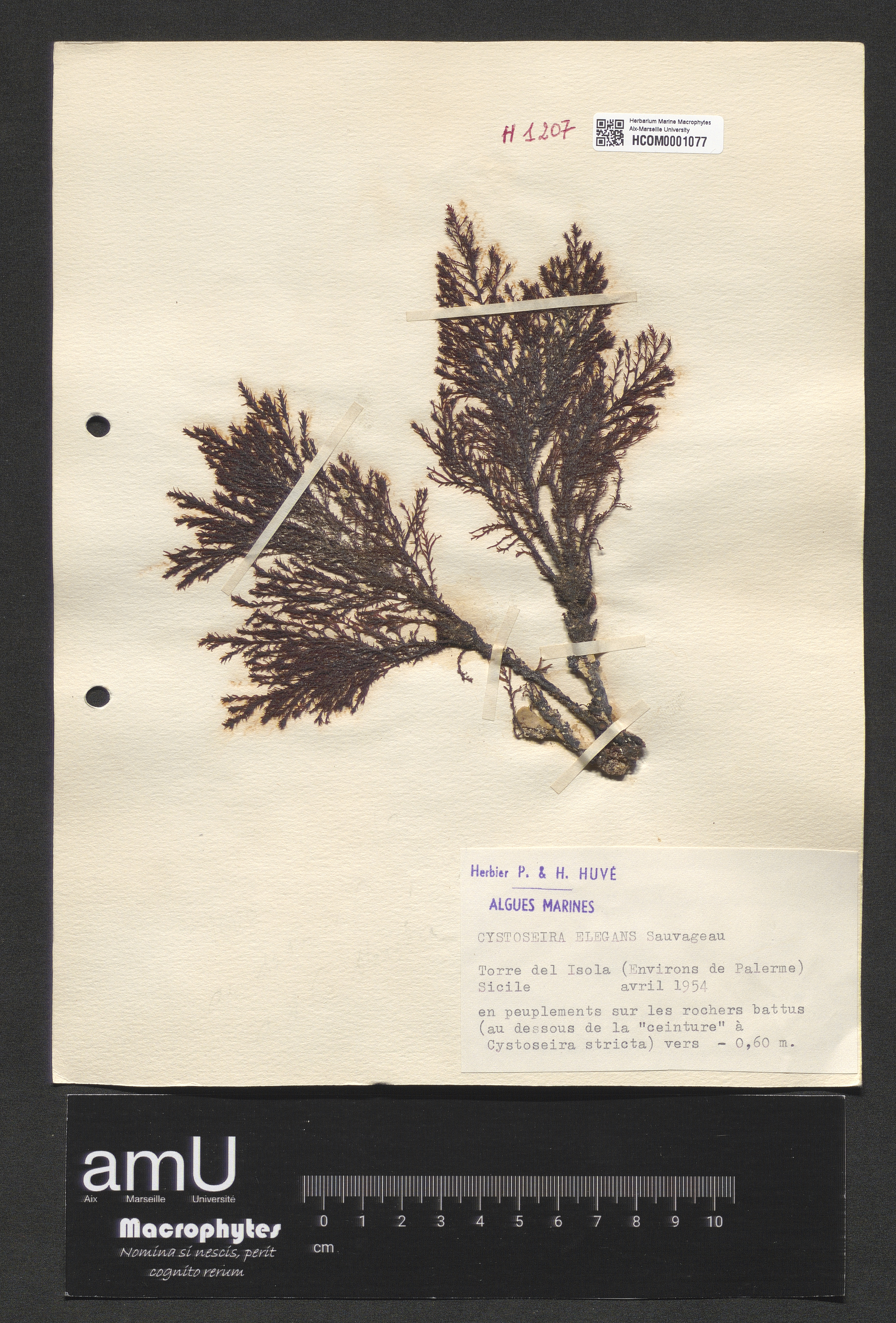 Cystoseira elegans specimen