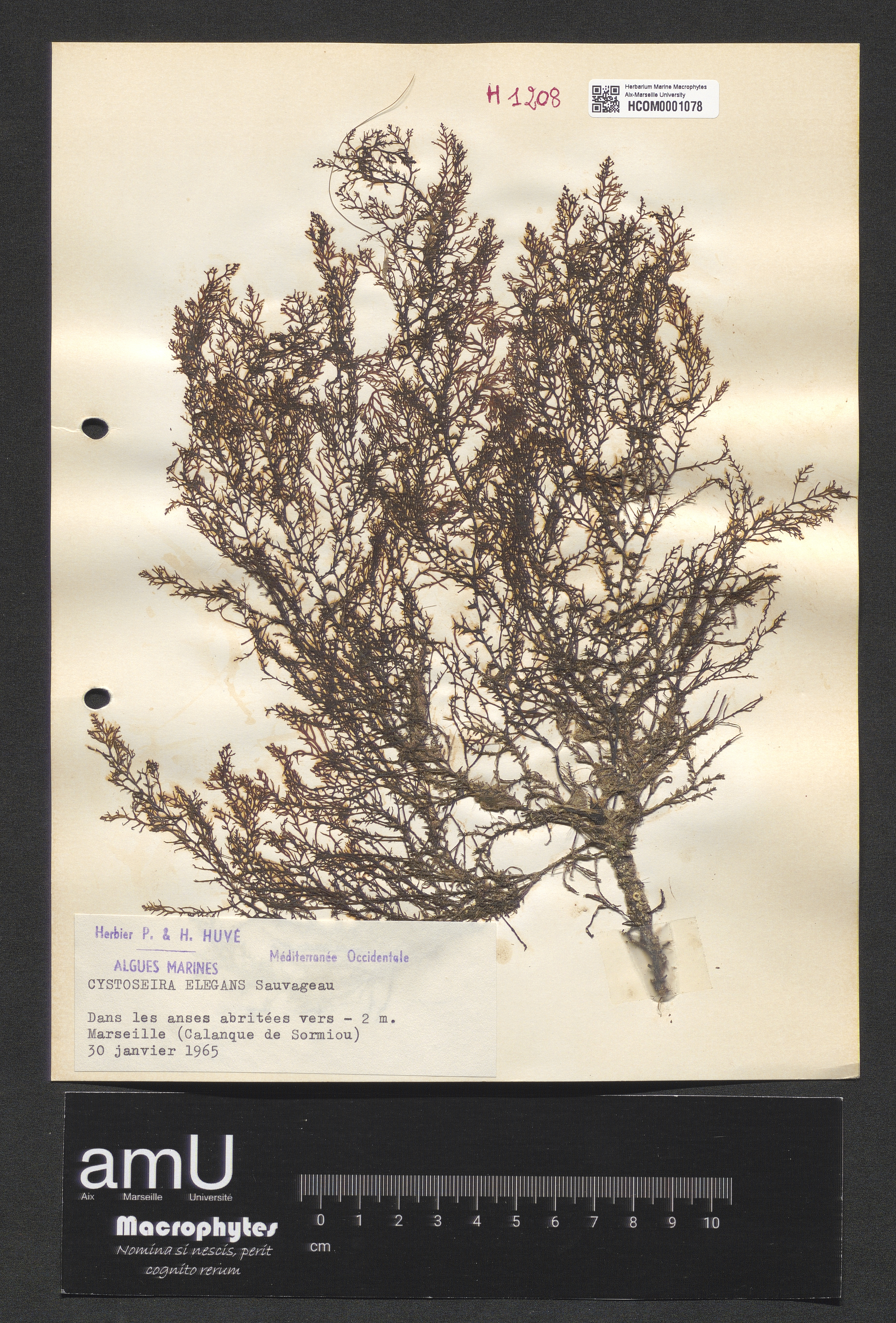 Cystoseira elegans specimen