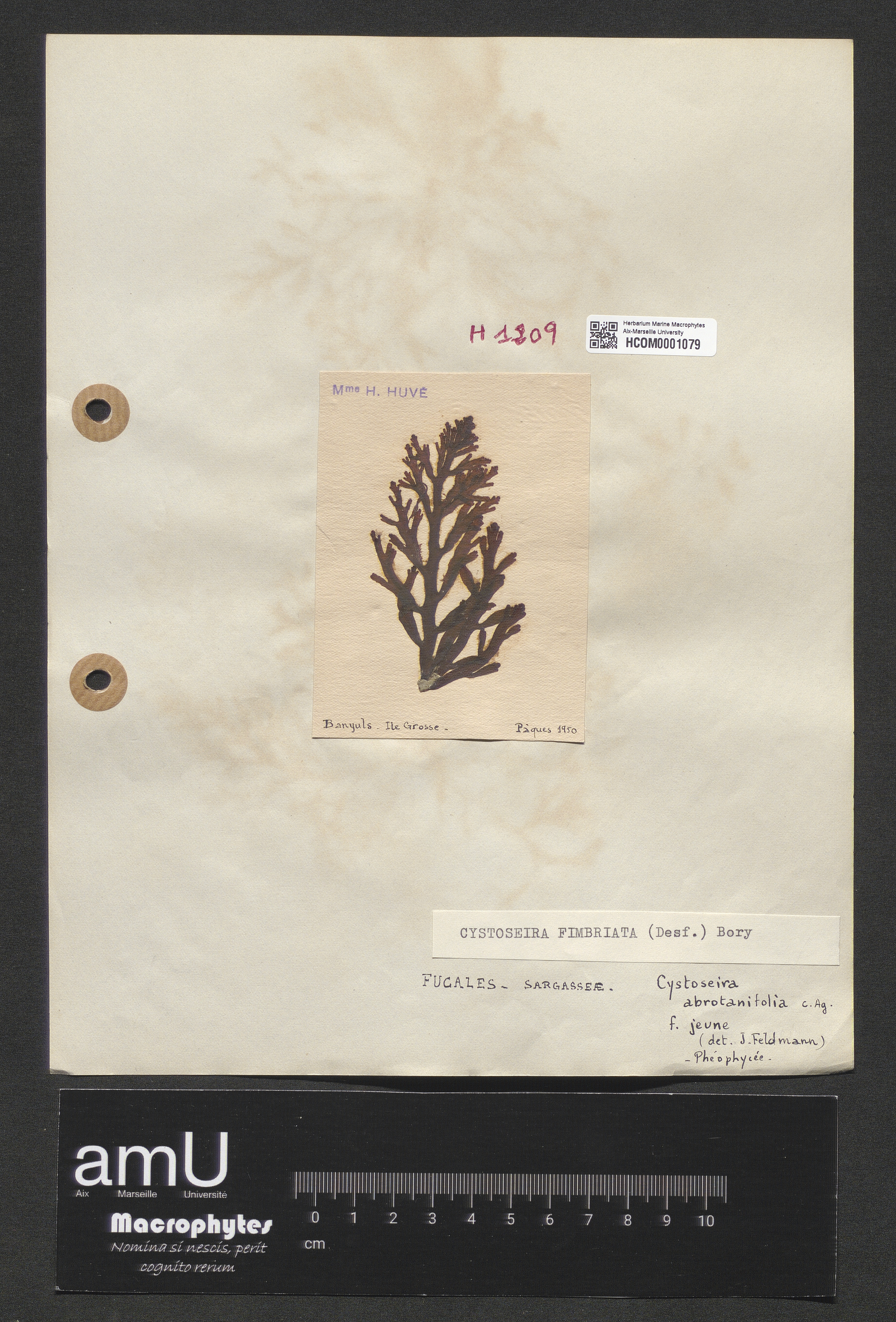 Cystoseira fimbriata specimen