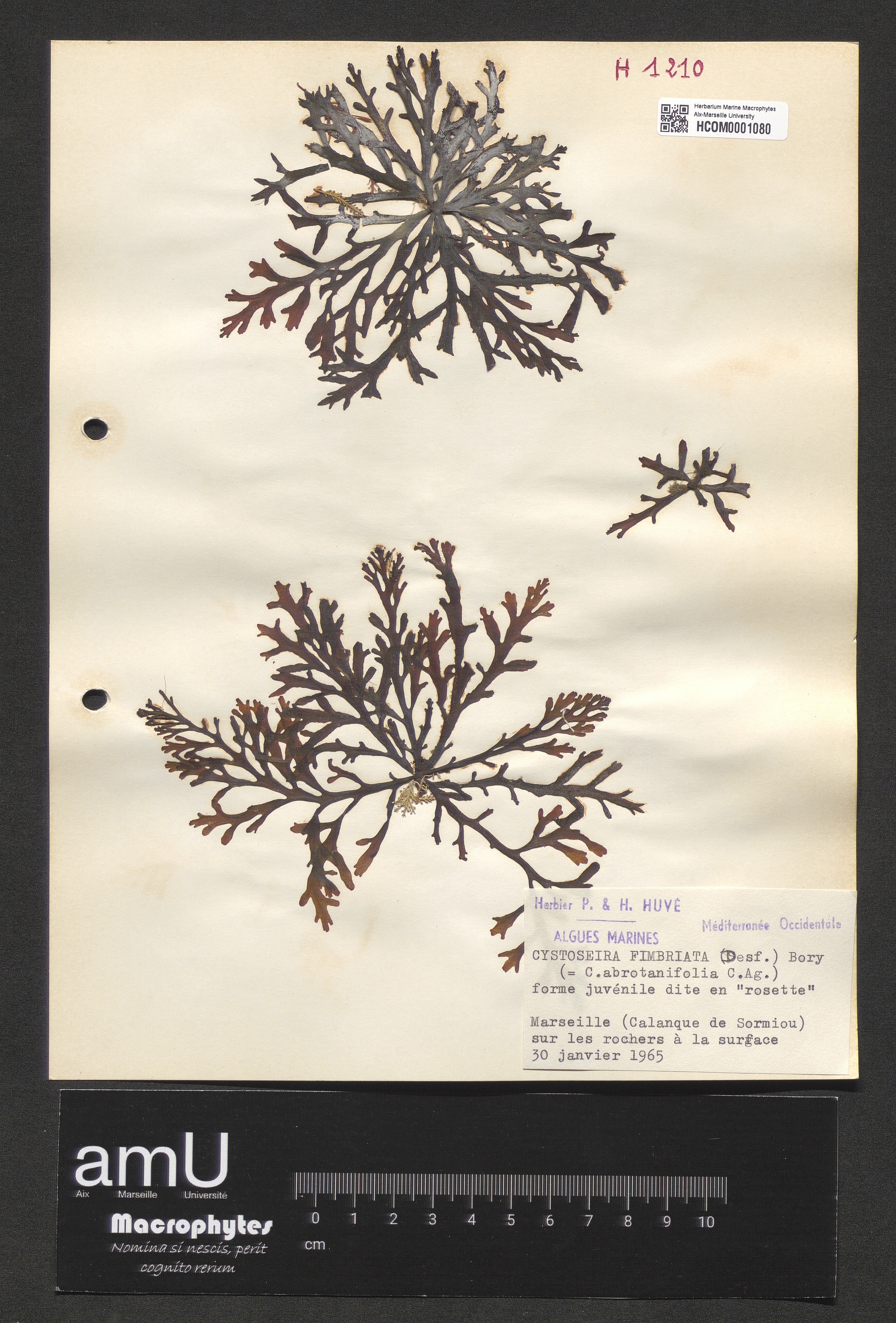 Cystoseira fimbriata specimen