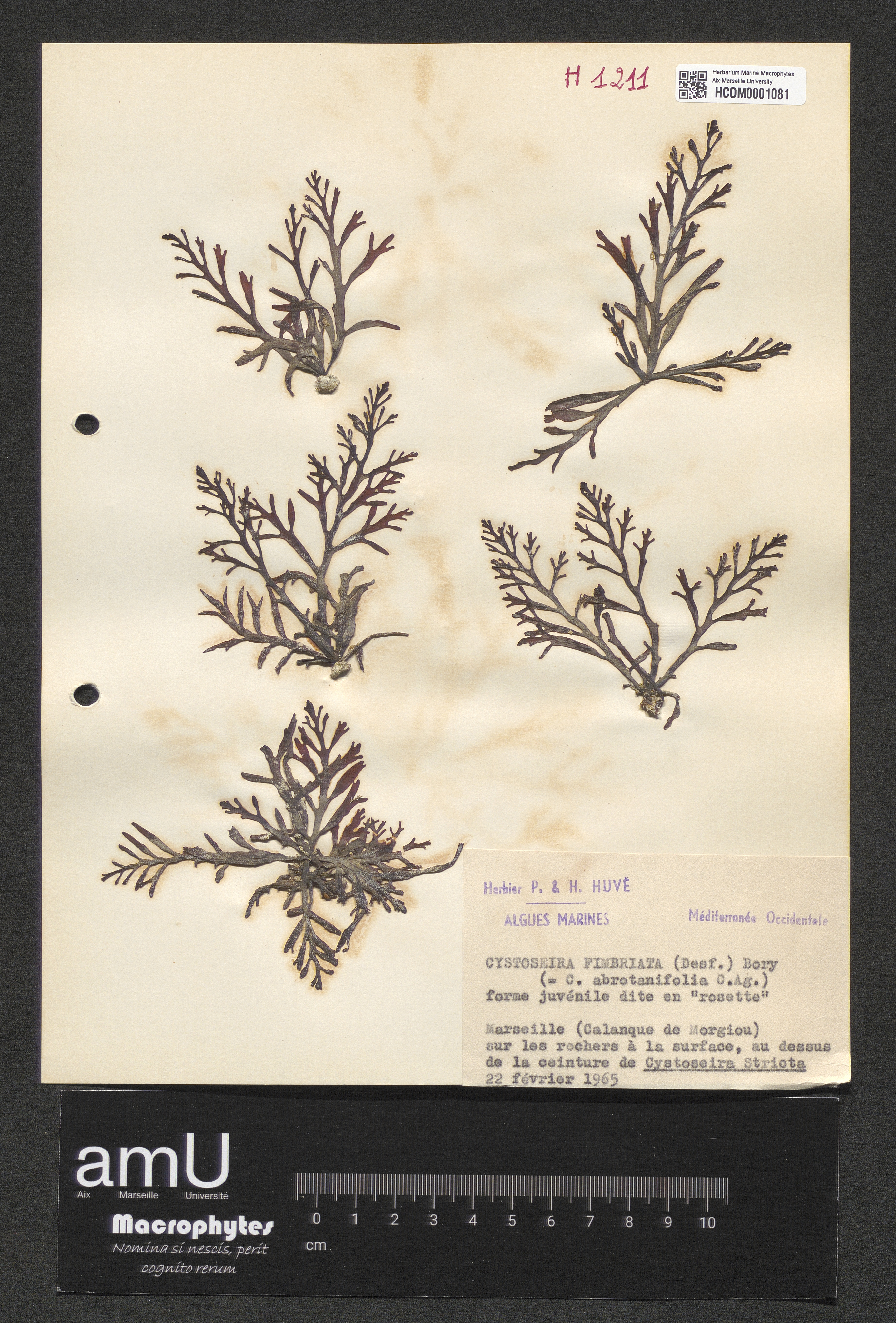 Cystoseira fimbriata specimen