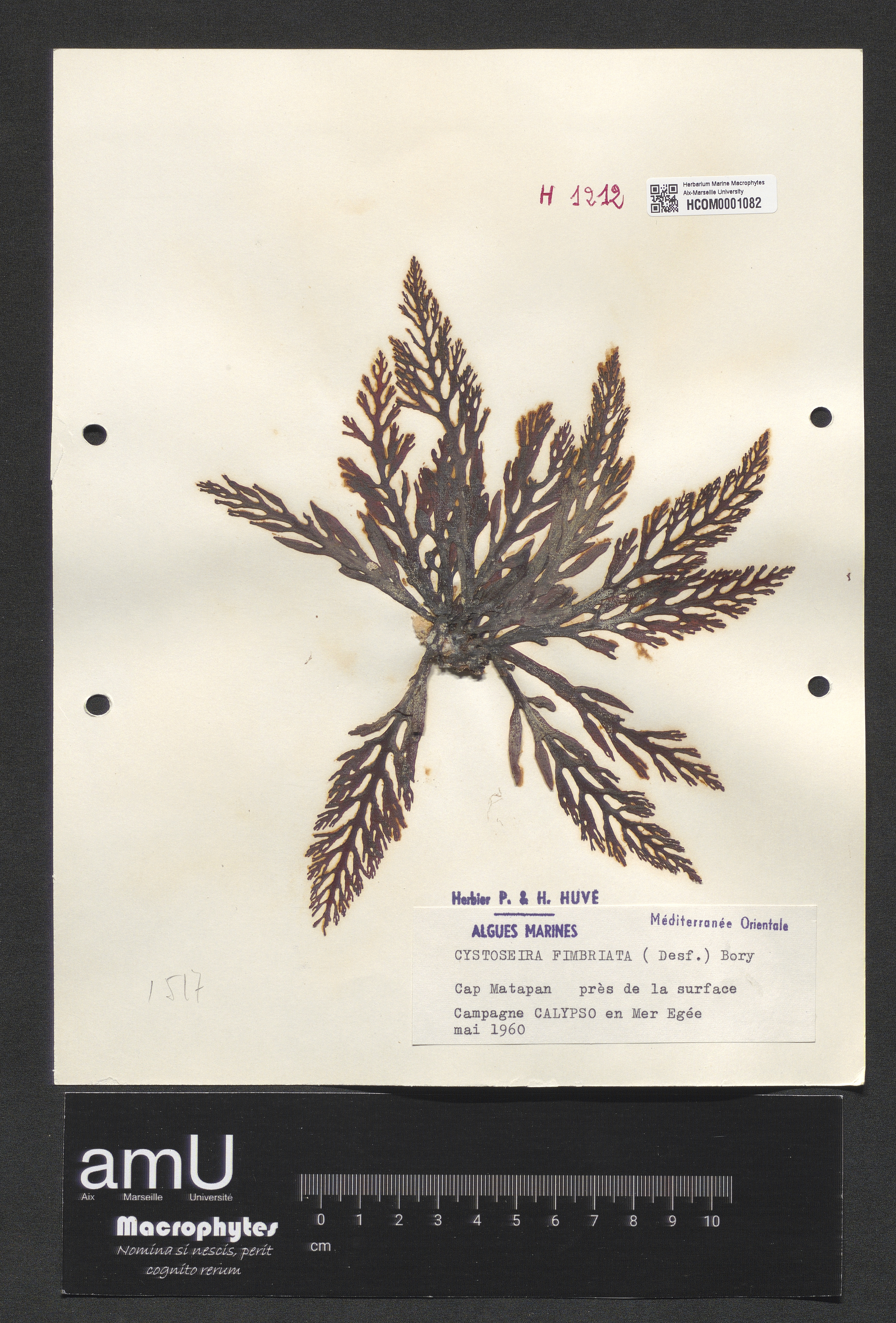 Cystoseira fimbriata specimen