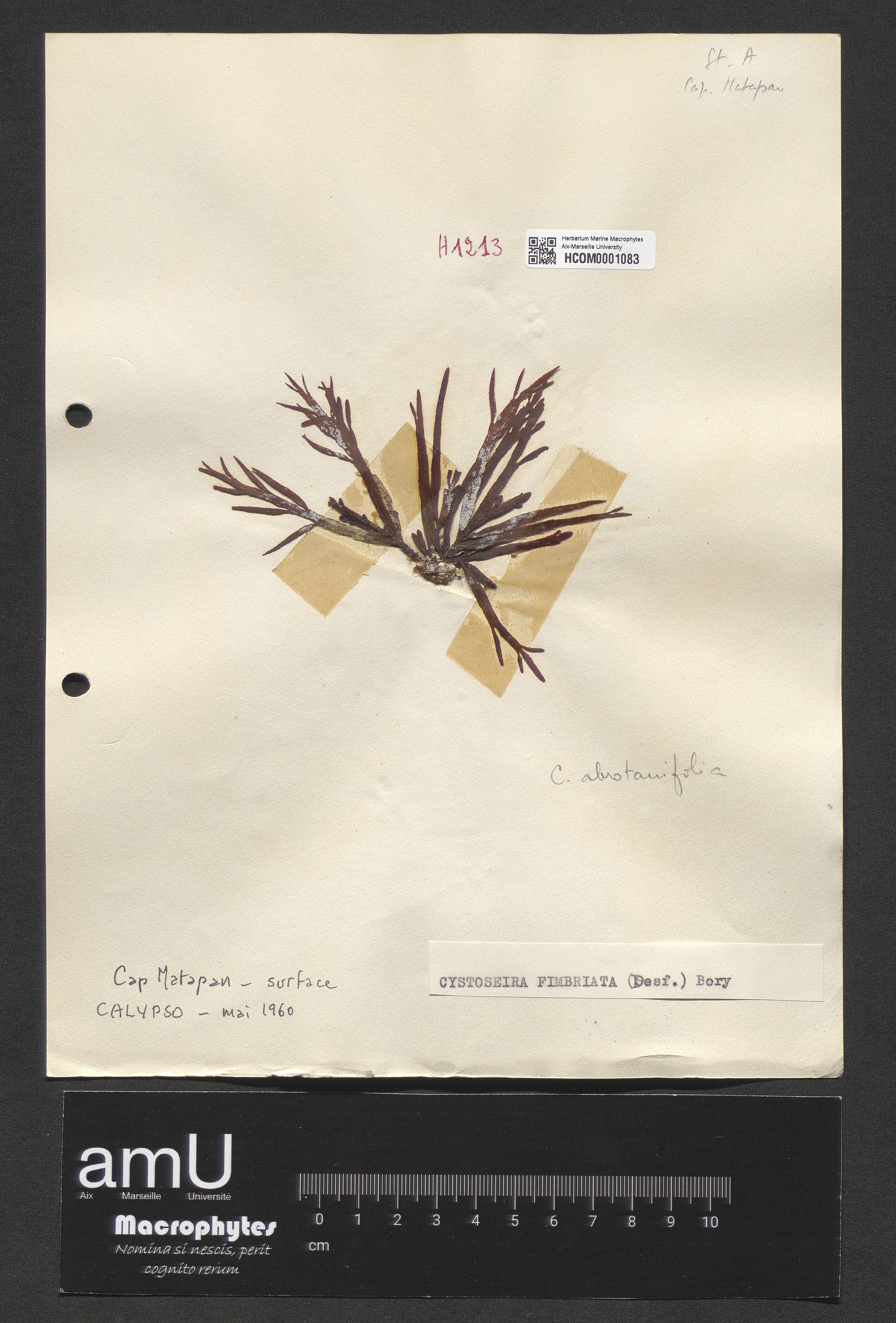 Cystoseira fimbriata specimen