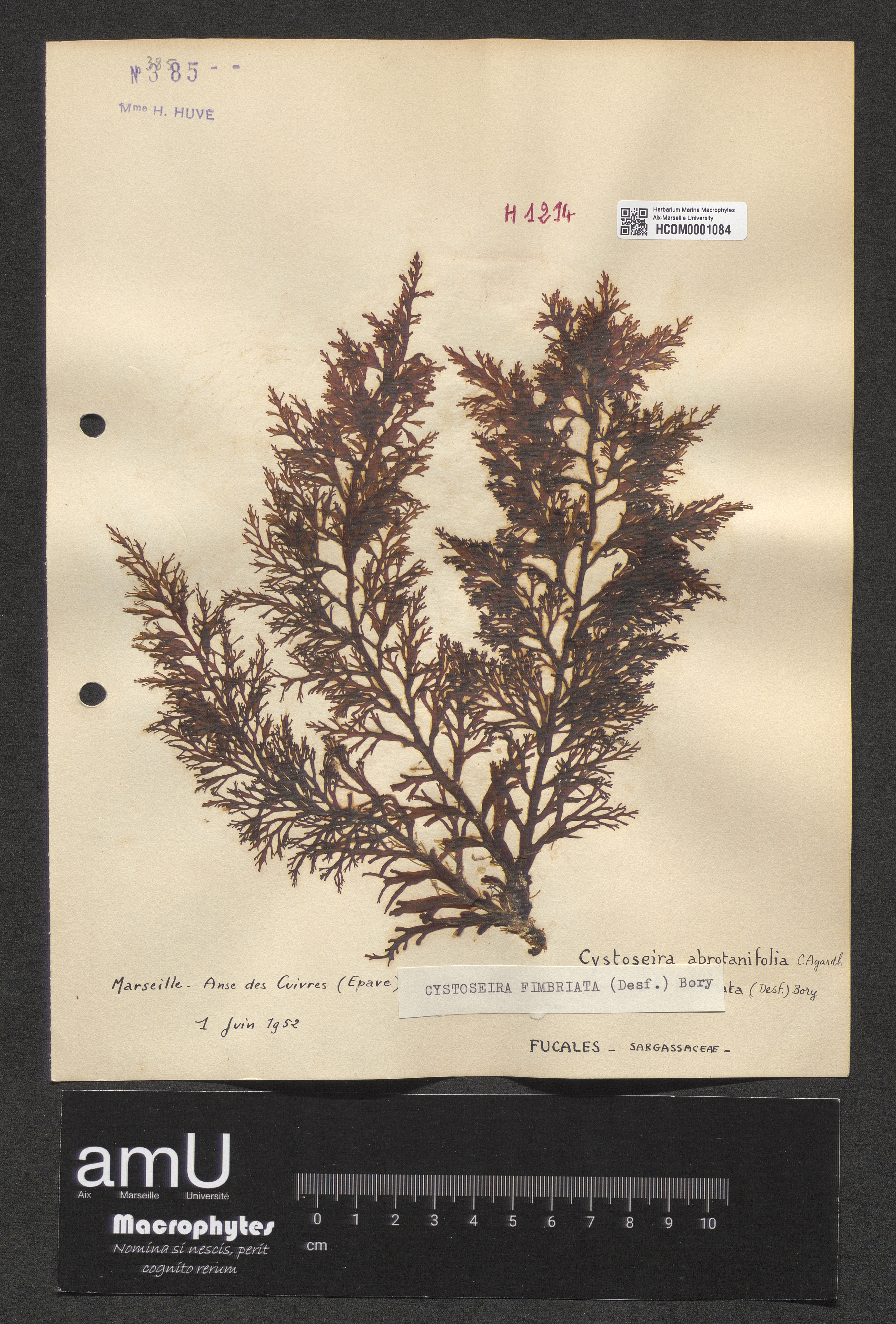 Cystoseira fimbriata specimen