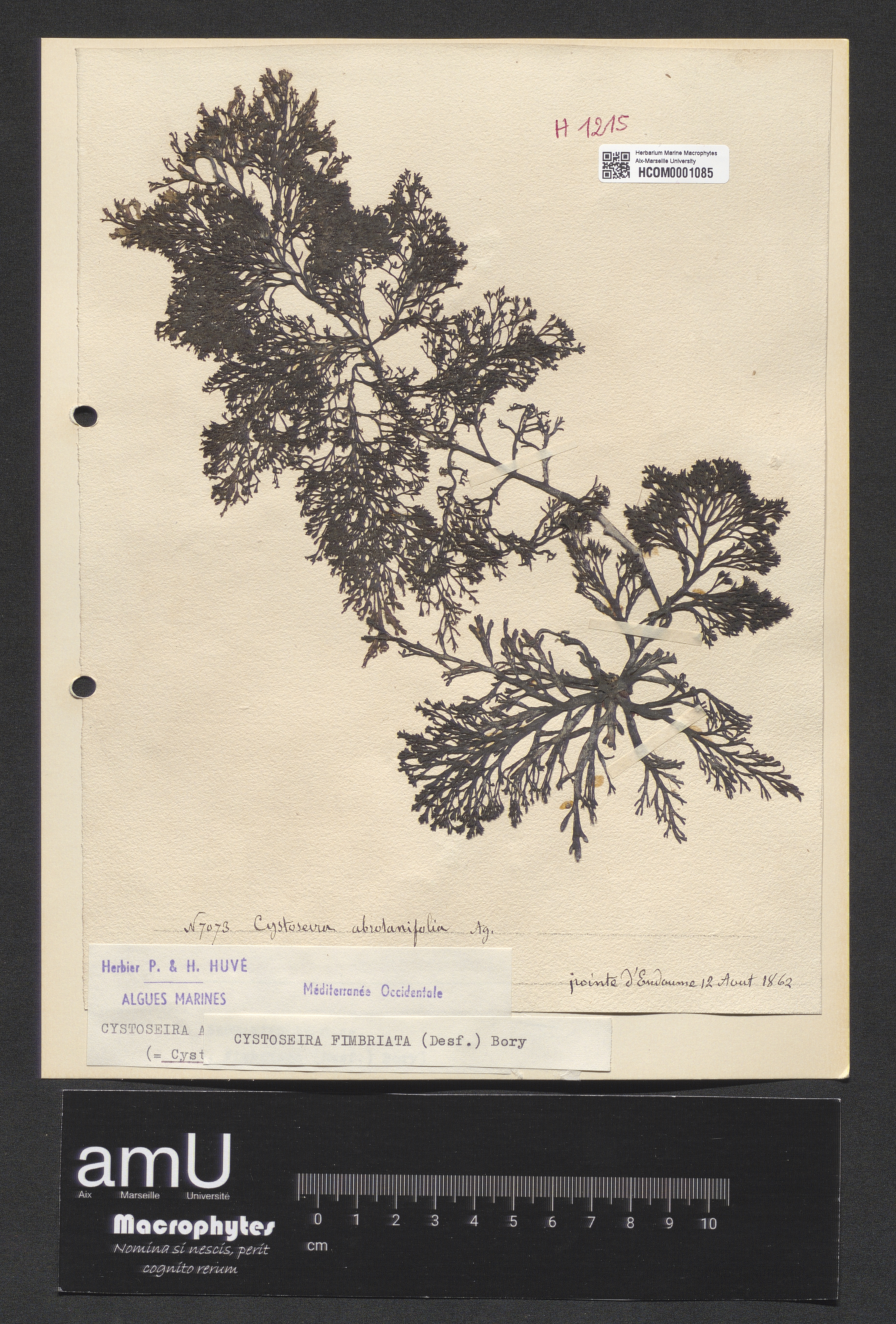 Cystoseira fimbriata specimen