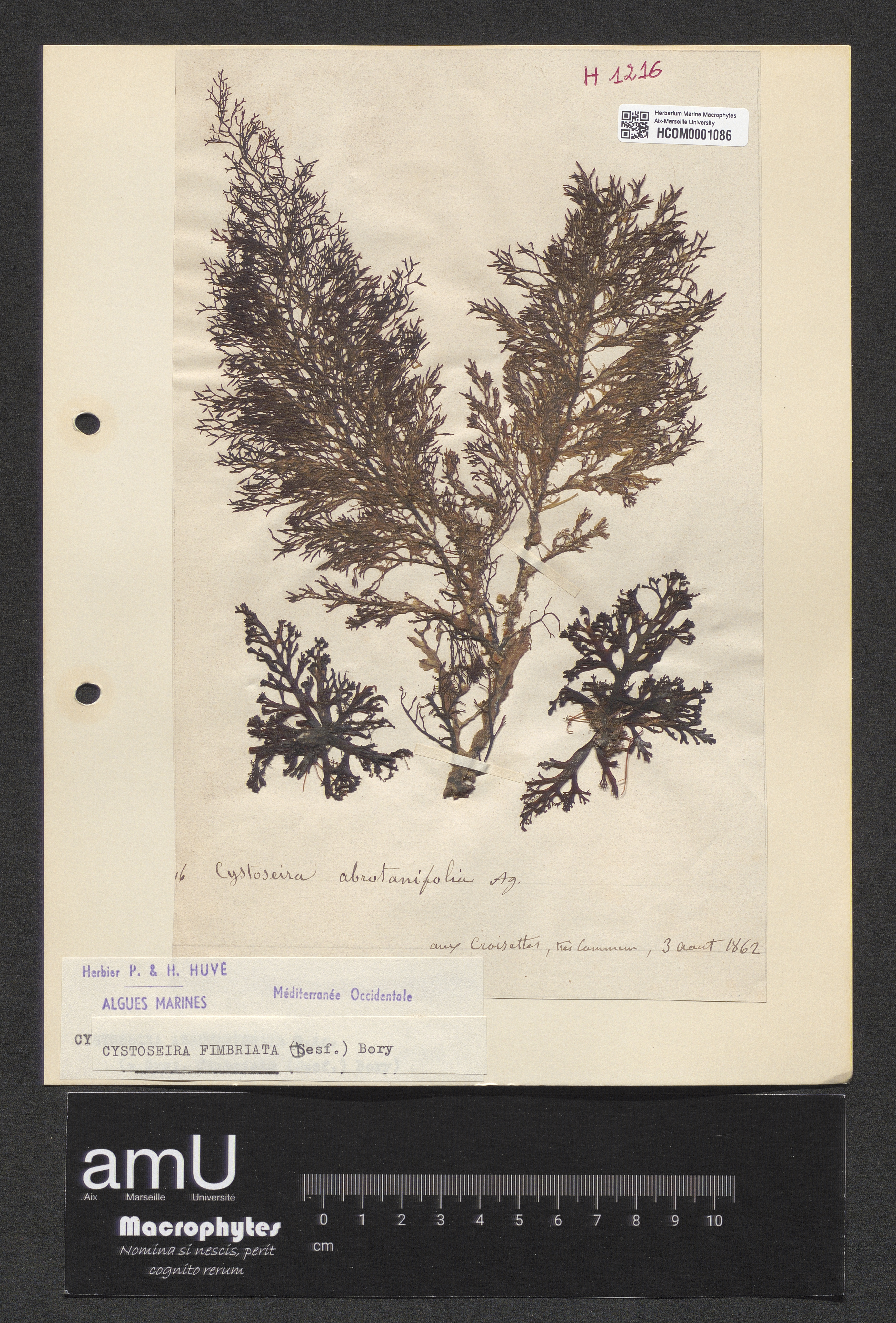 Cystoseira fimbriata specimen