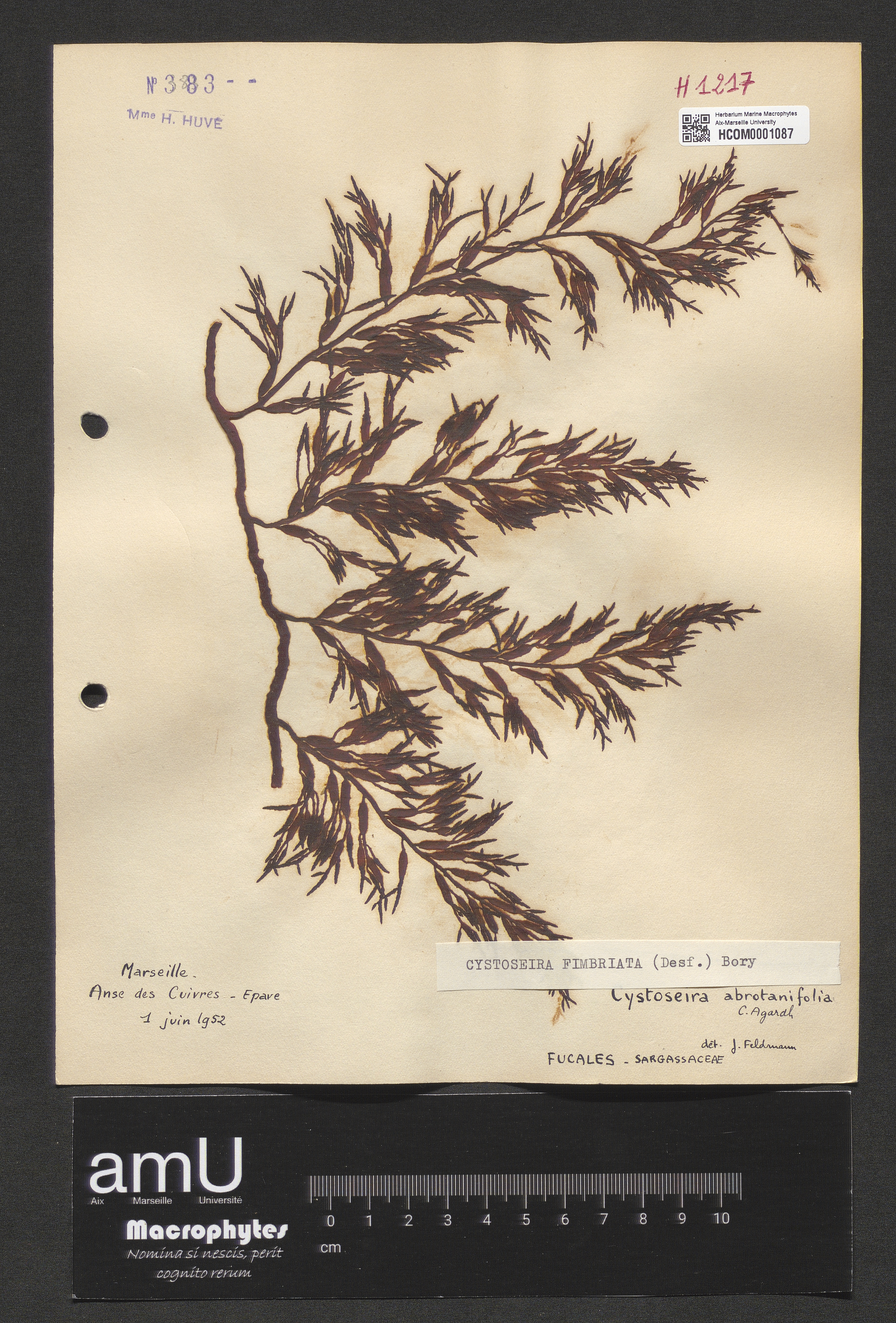 Cystoseira fimbriata specimen