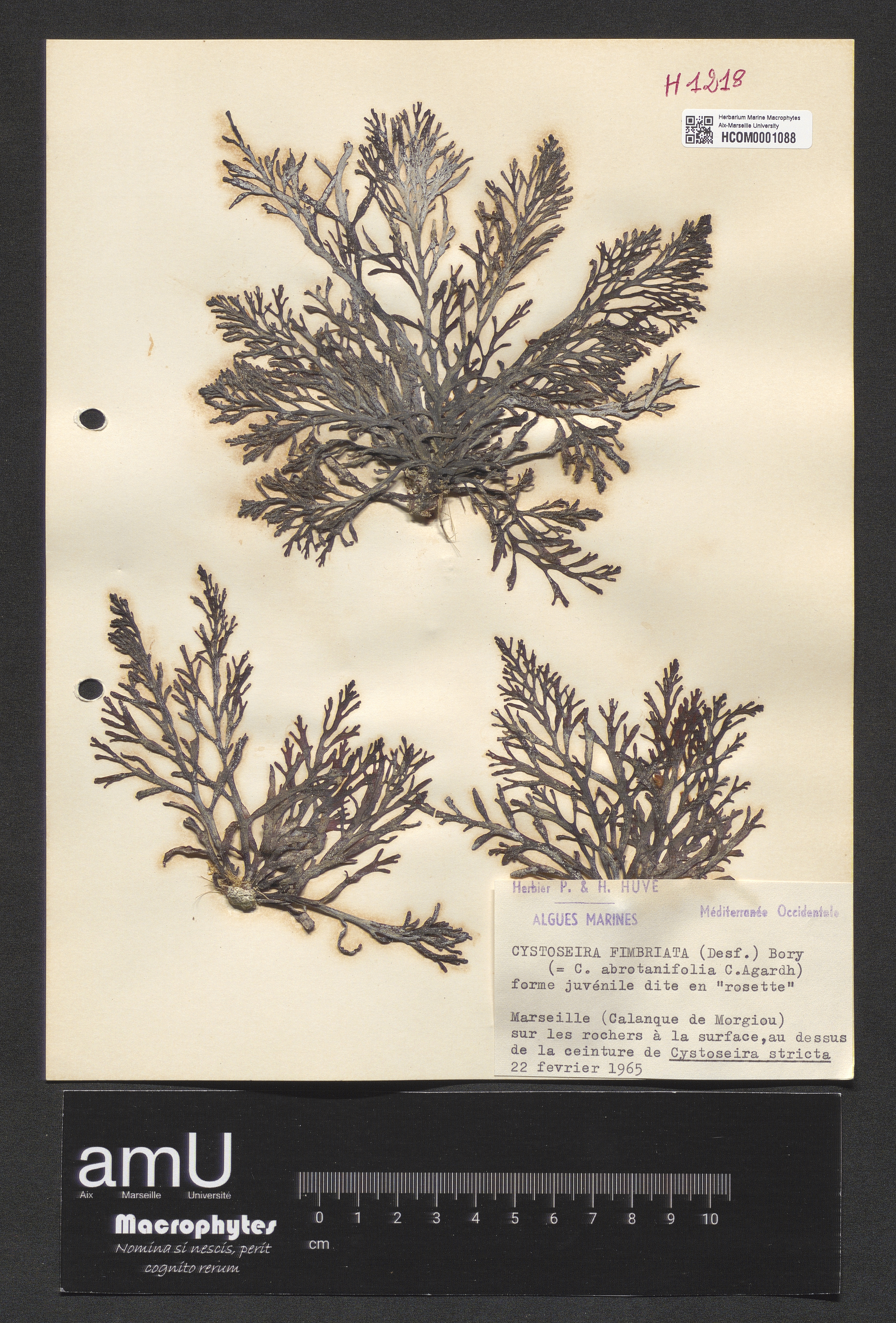 Cystoseira fimbriata specimen