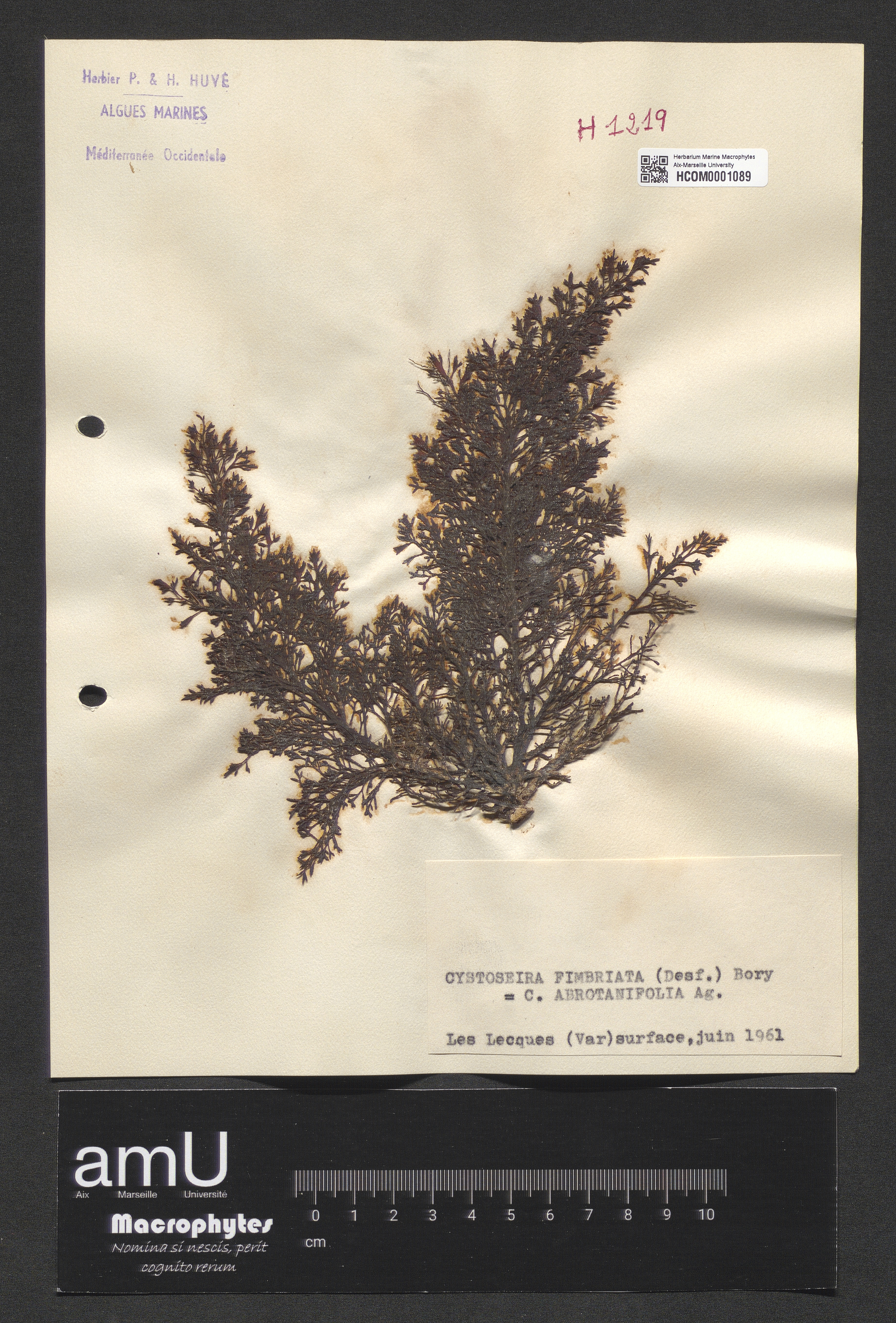 Cystoseira fimbriata specimen