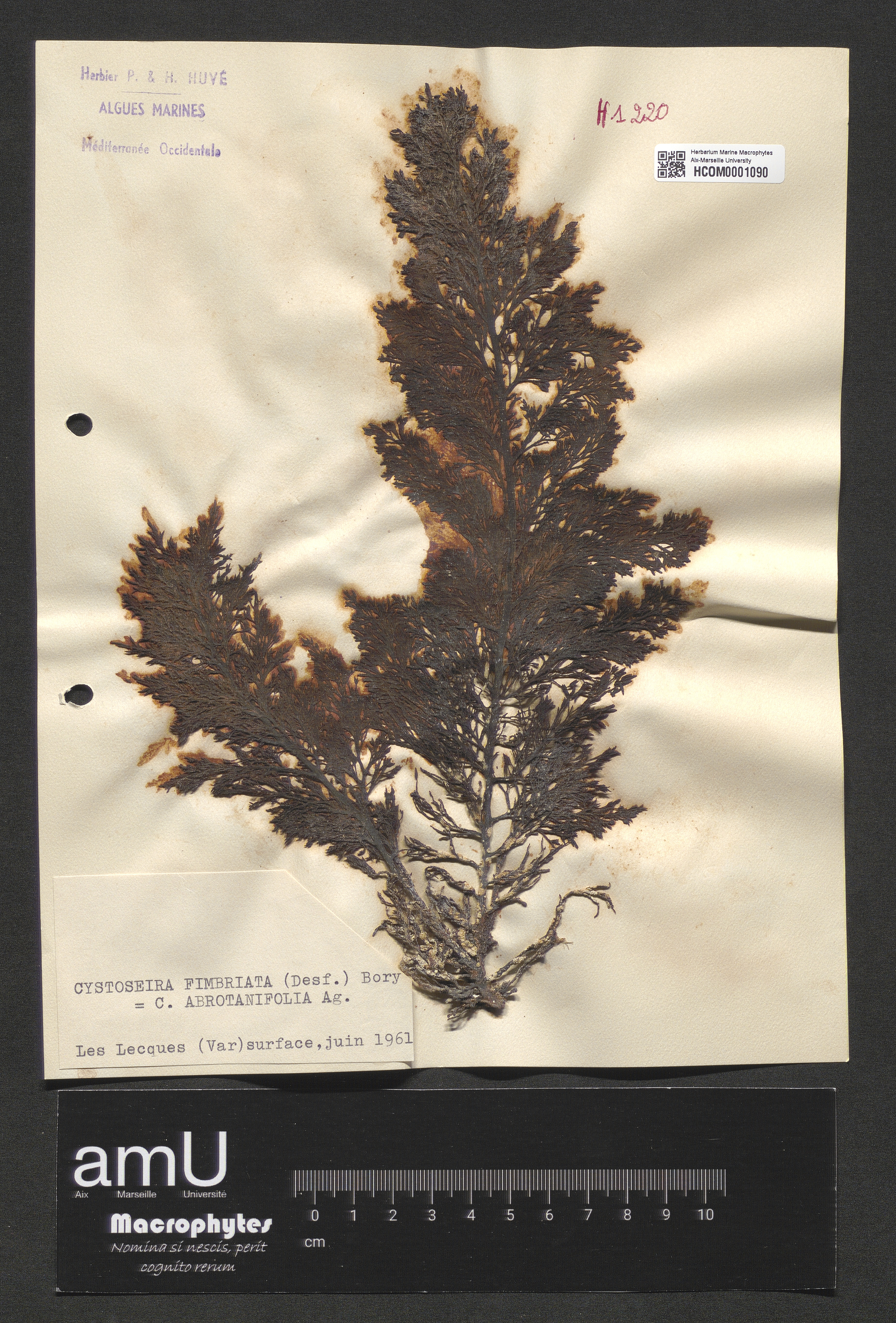 Cystoseira fimbriata specimen