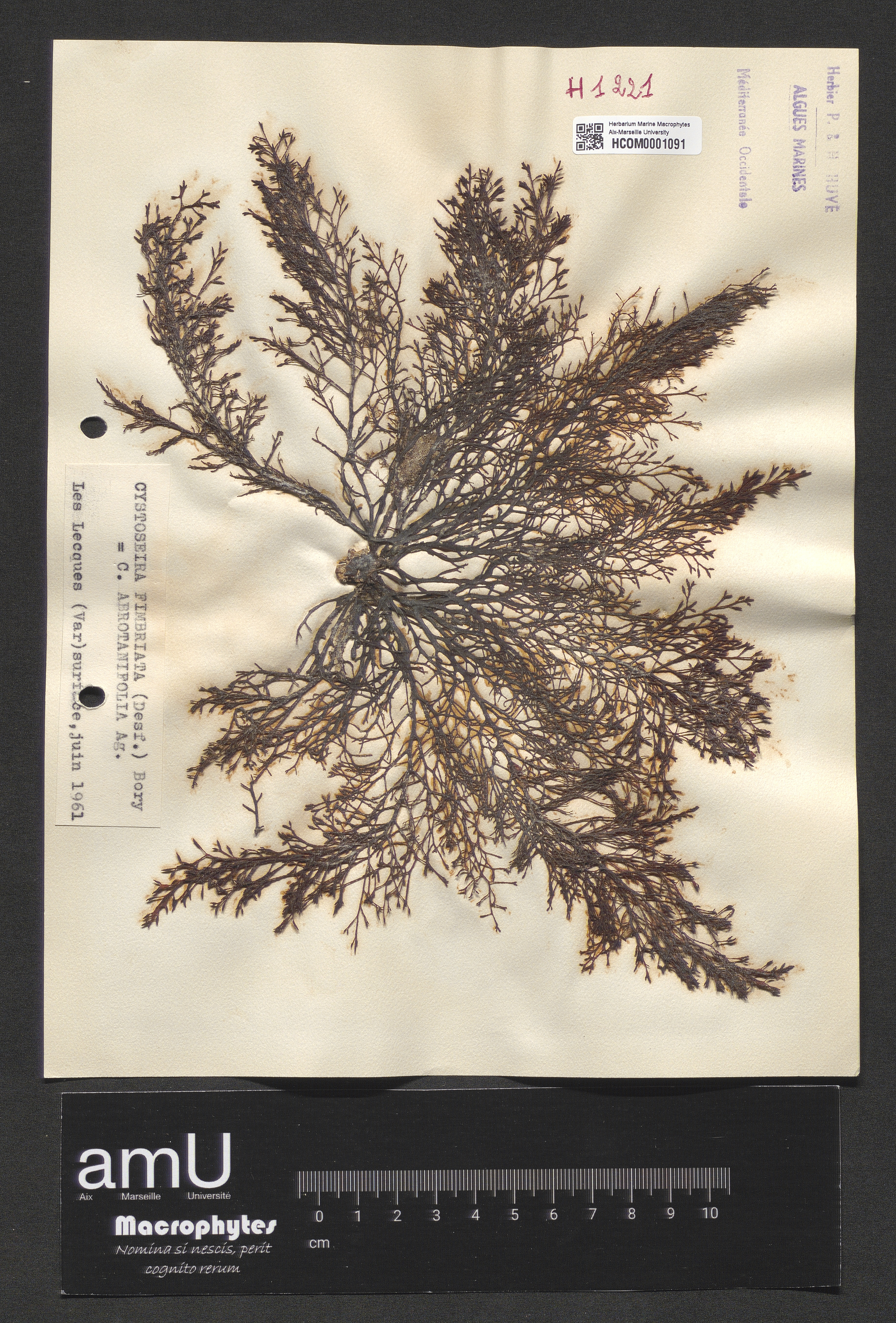 Cystoseira fimbriata specimen