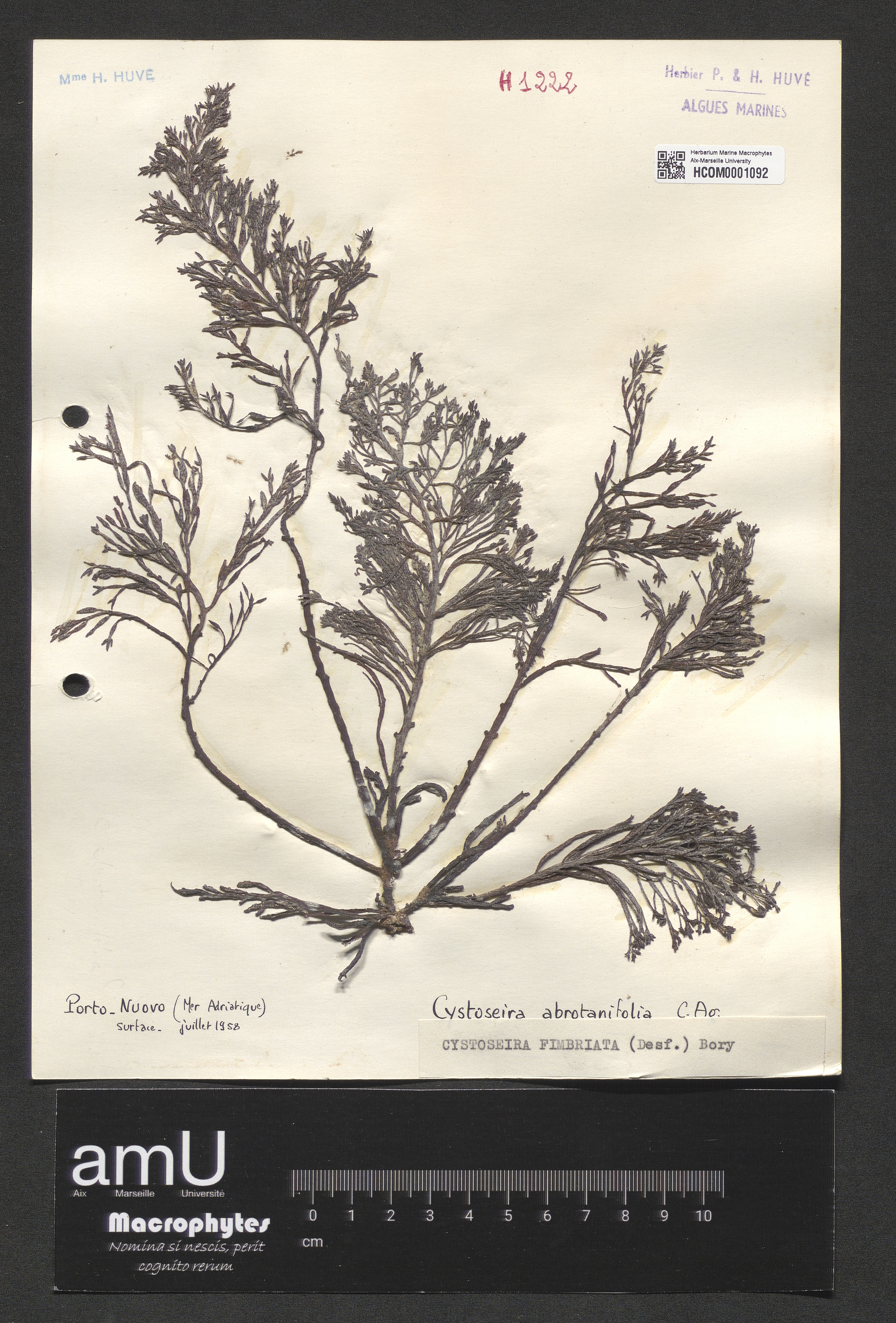 Cystoseira fimbriata specimen