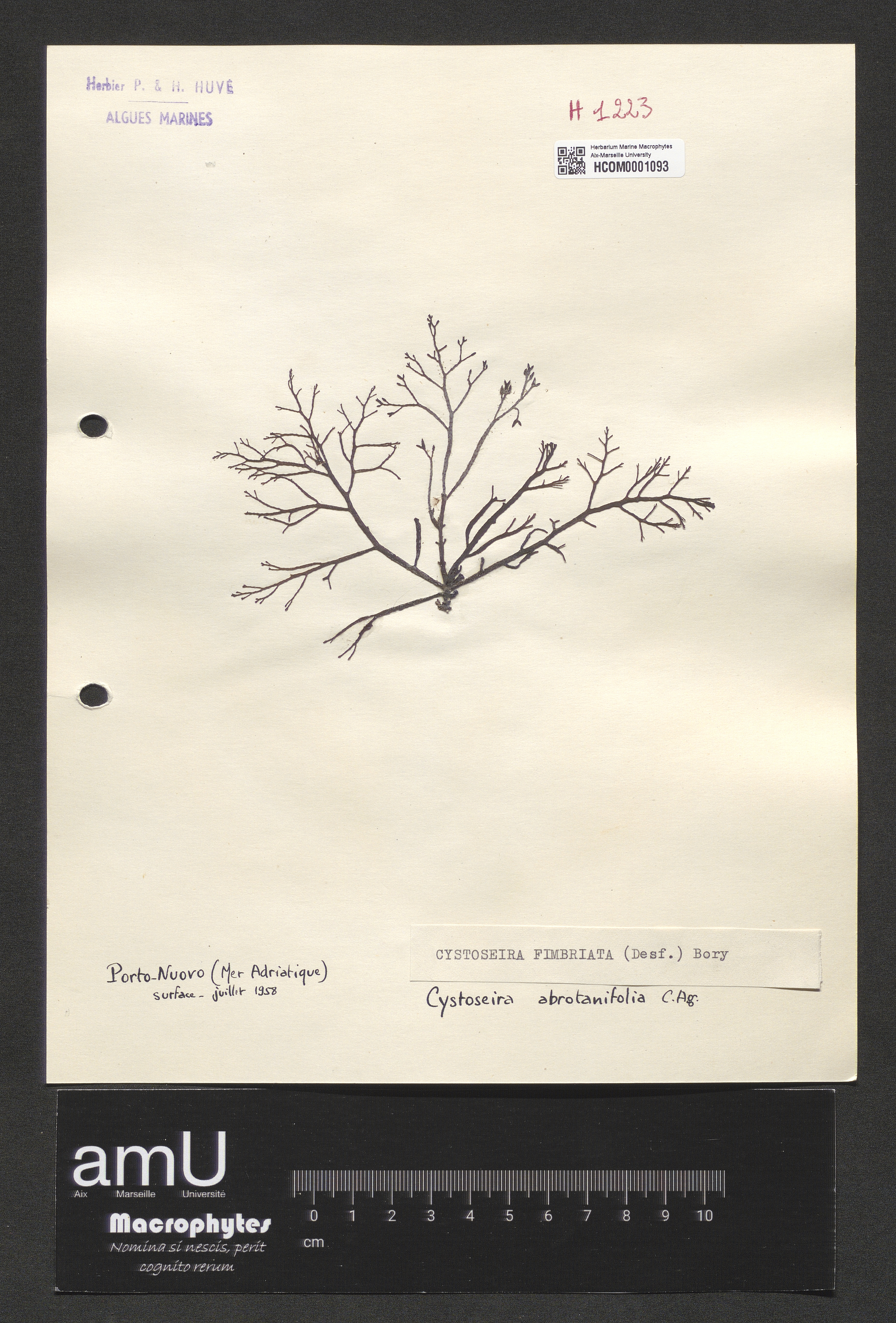 Cystoseira fimbriata specimen