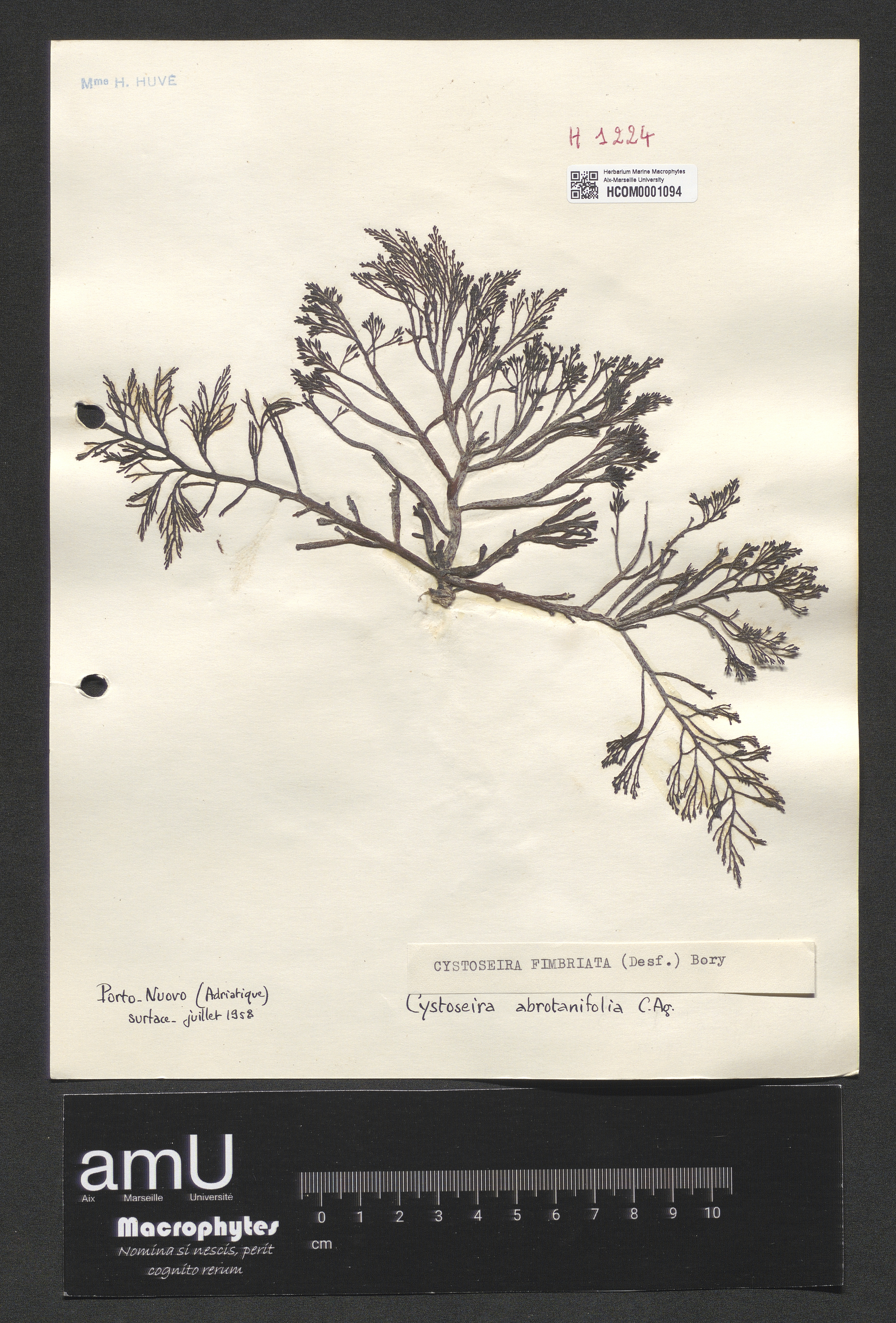 Cystoseira fimbriata specimen