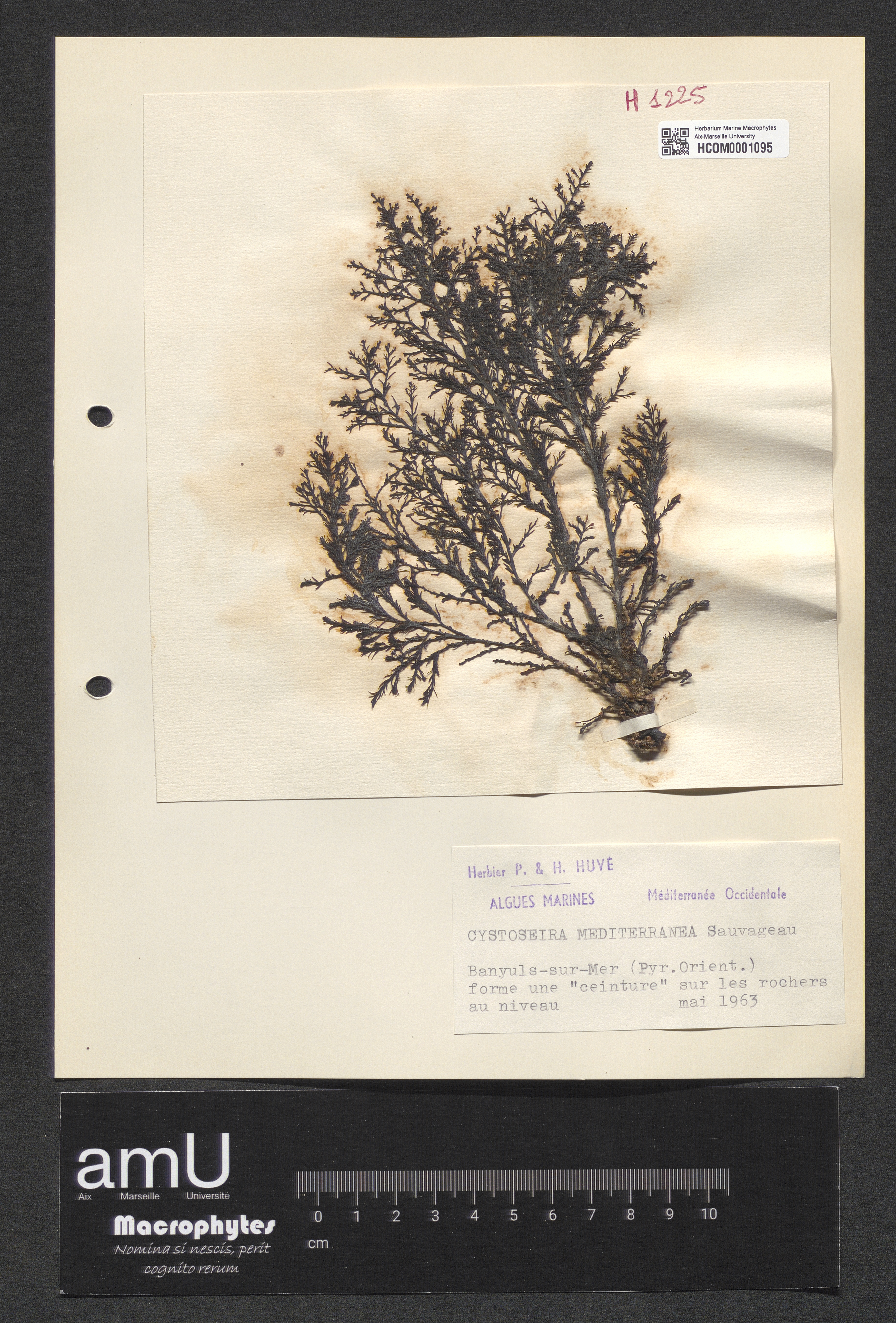 Cystoseira mediterranea specimen