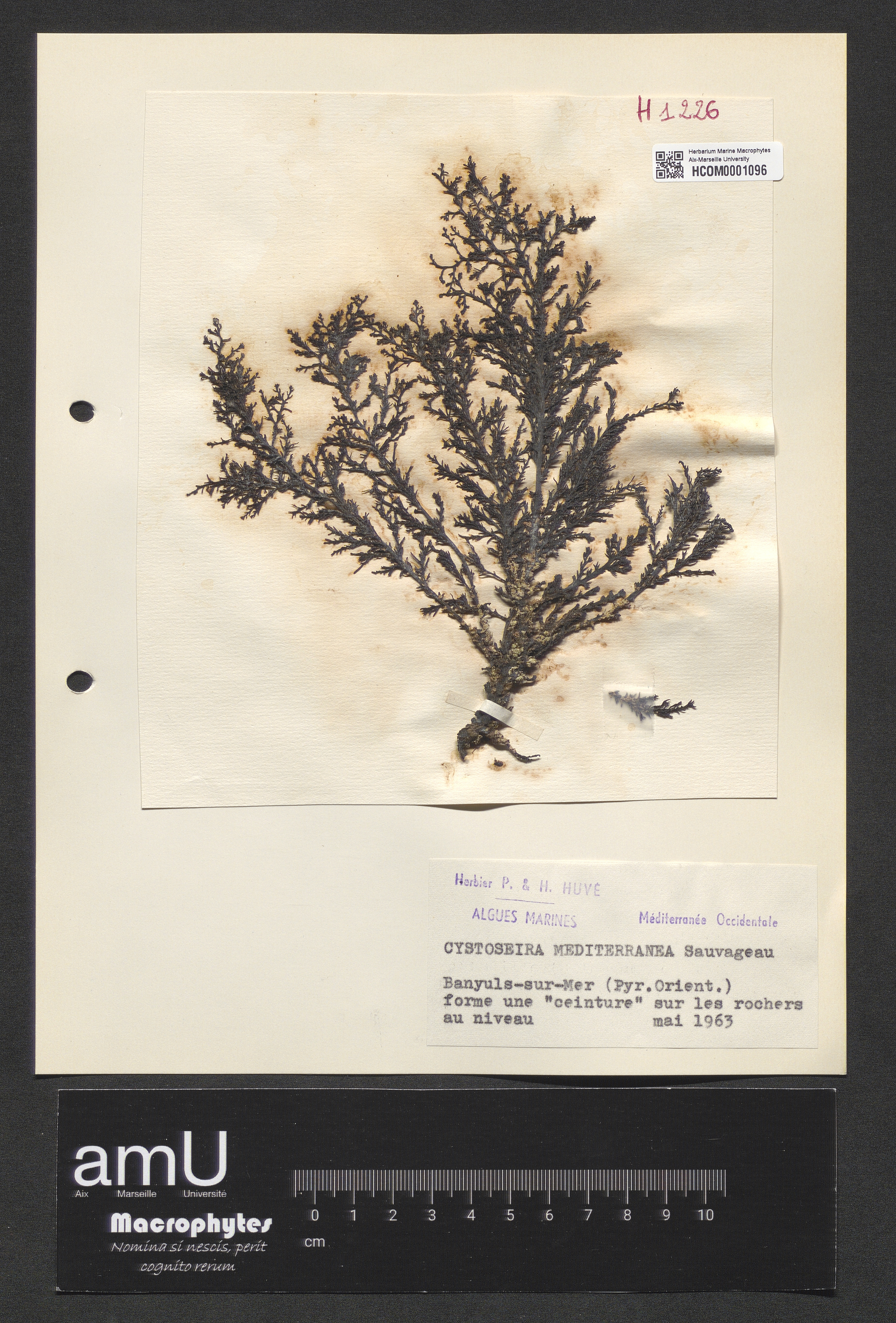 Cystoseira mediterranea specimen