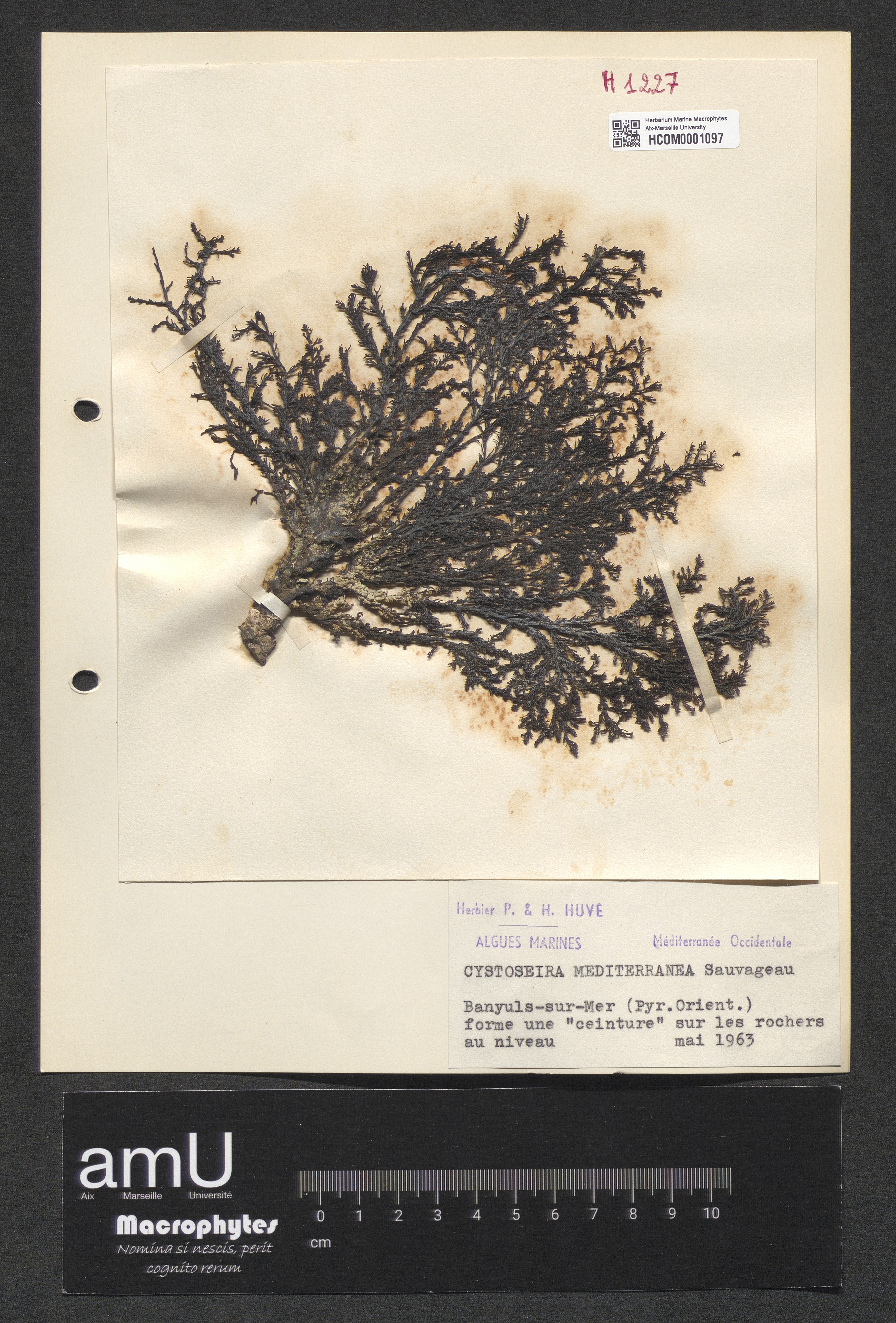 Cystoseira mediterranea specimen