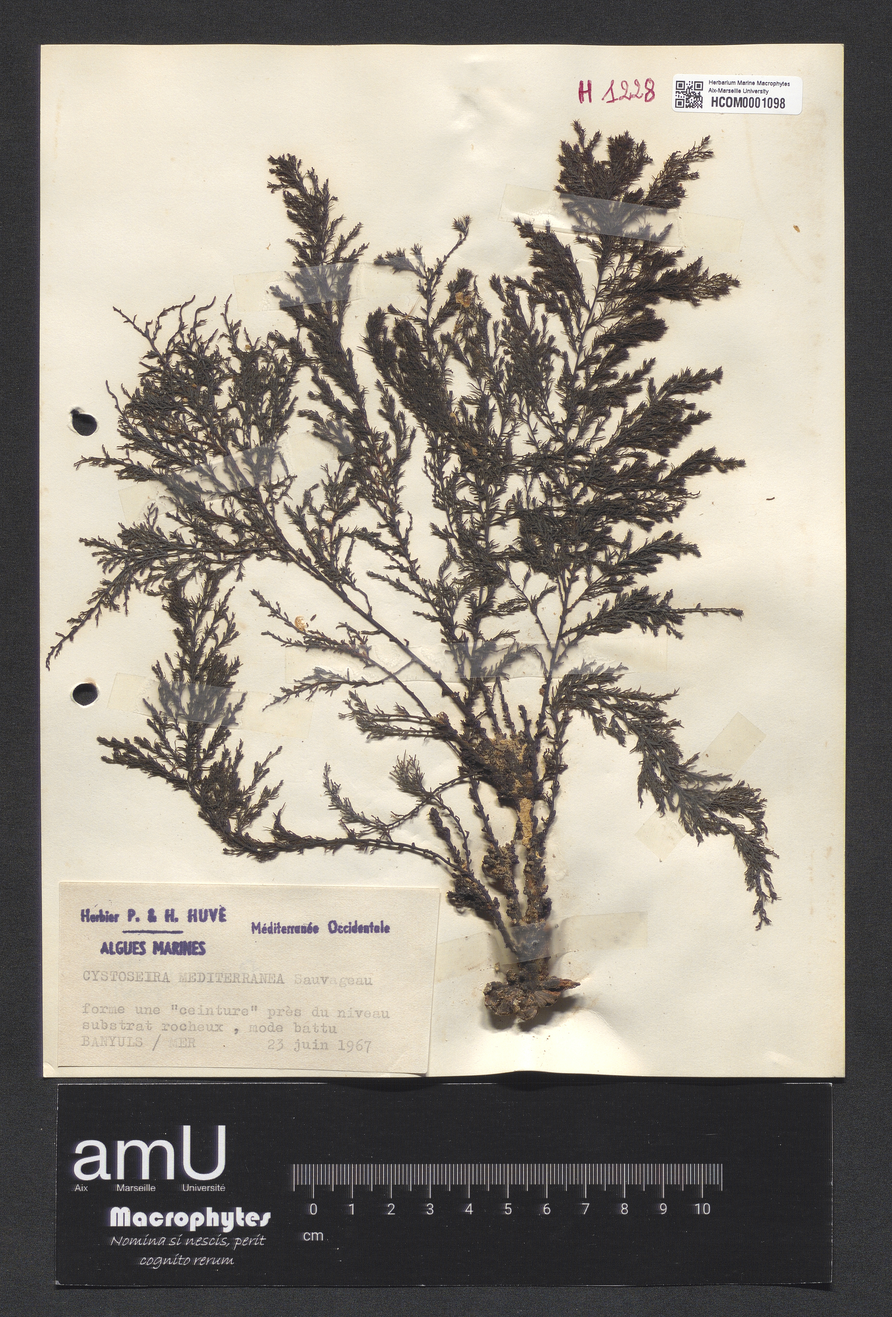 Cystoseira mediterranea specimen