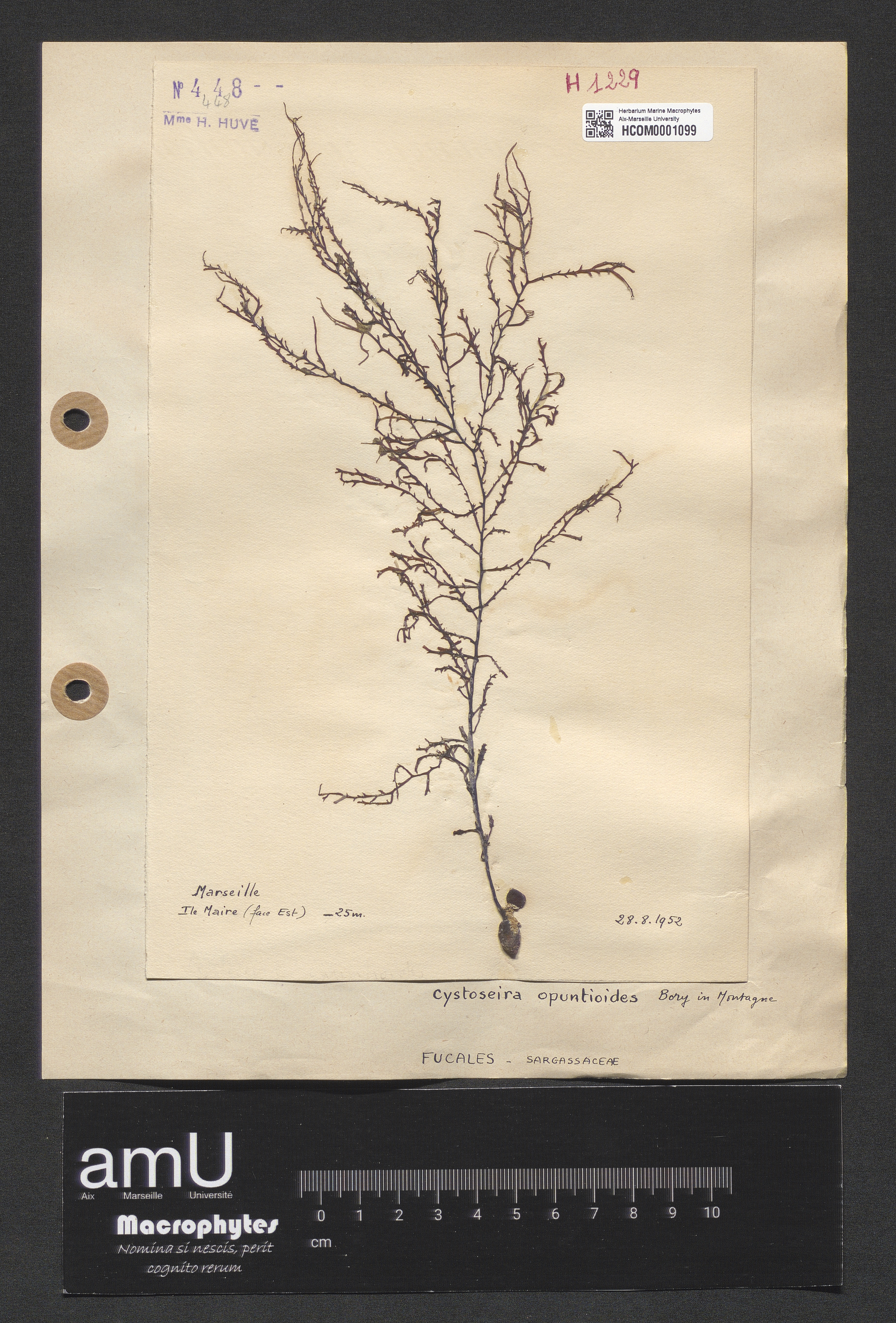 Cystoseira mediterranea specimen