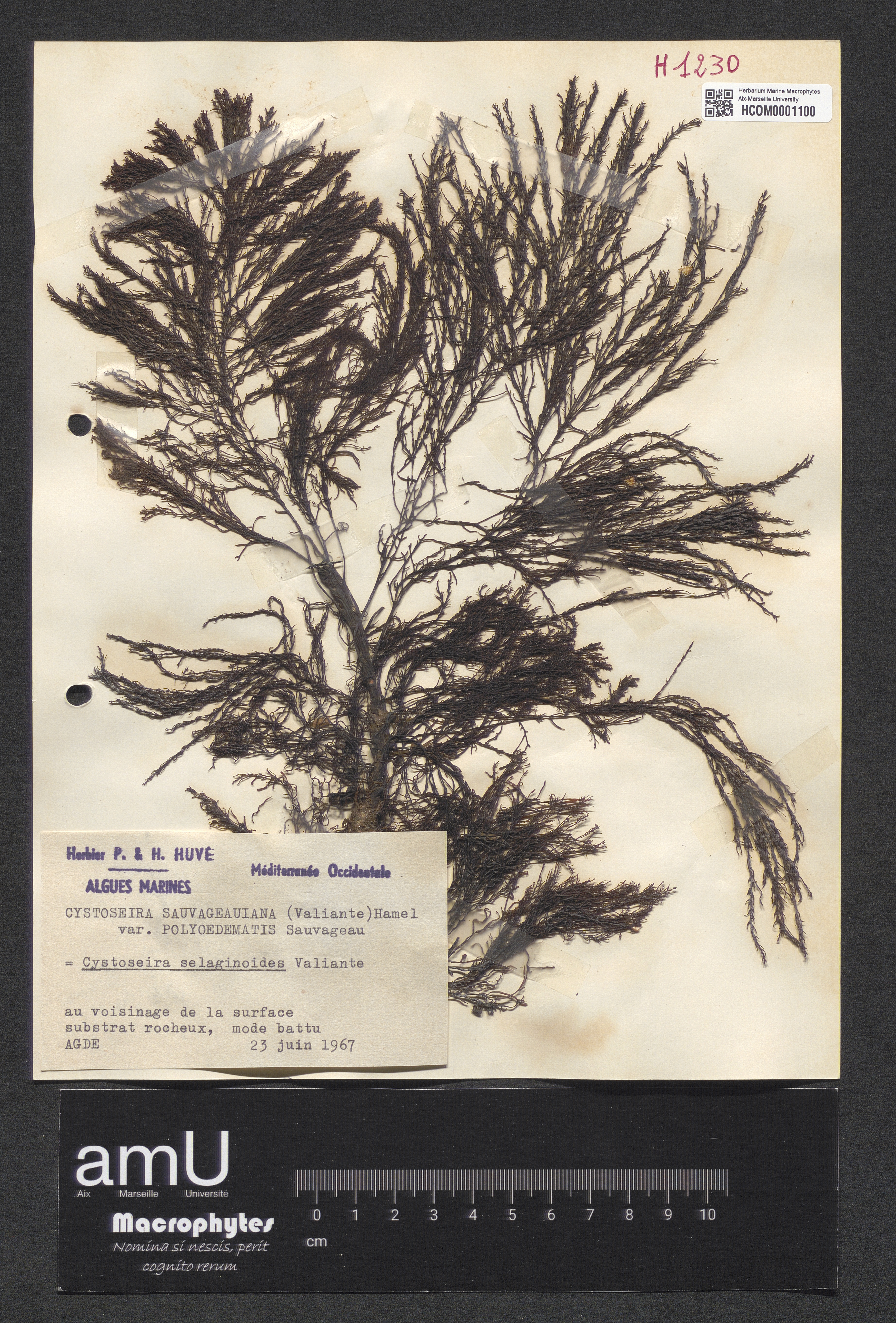 Cystoseira sauvageauiana var. polyoedematis Sauvageau specimen