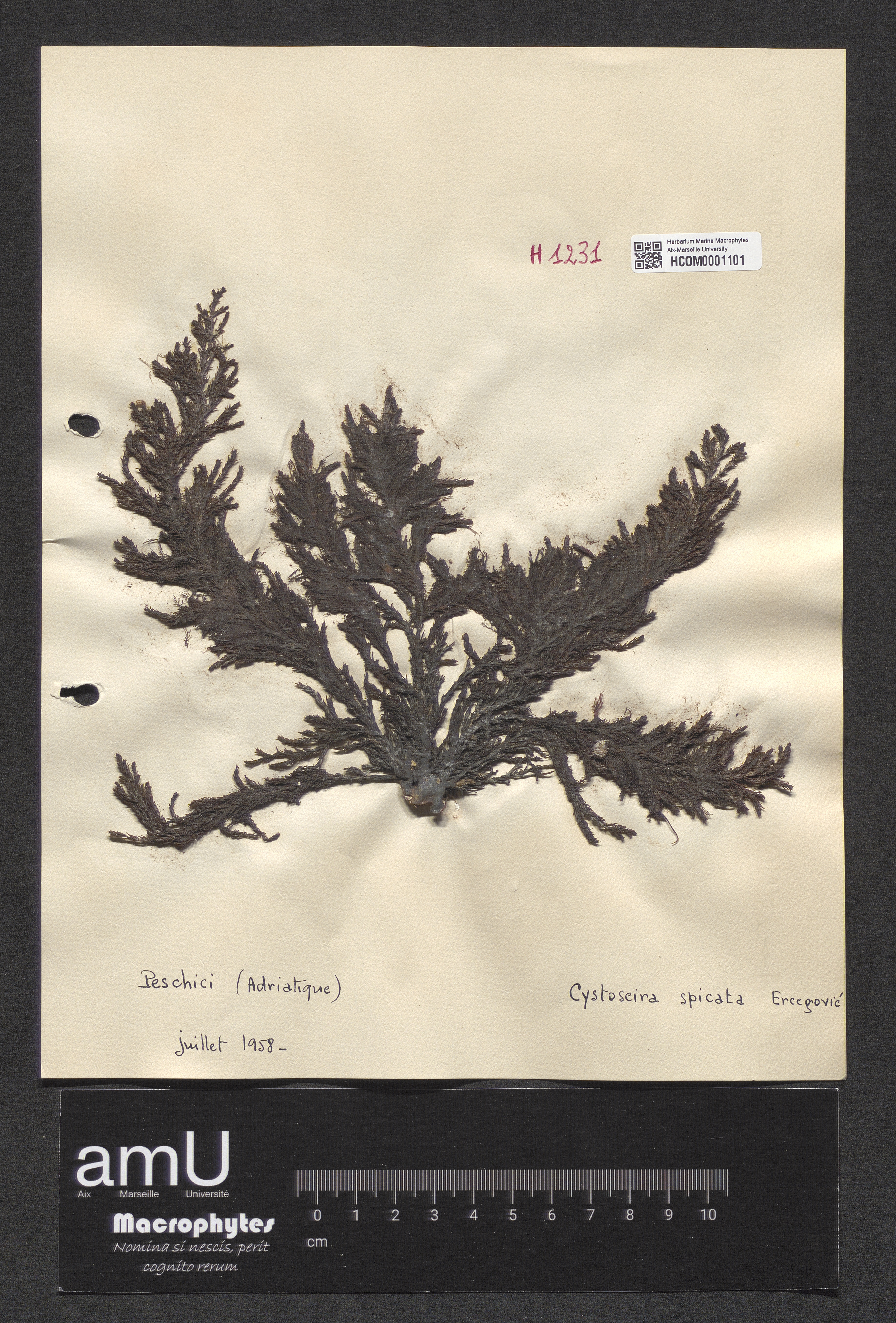 Cystoseira spicata specimen