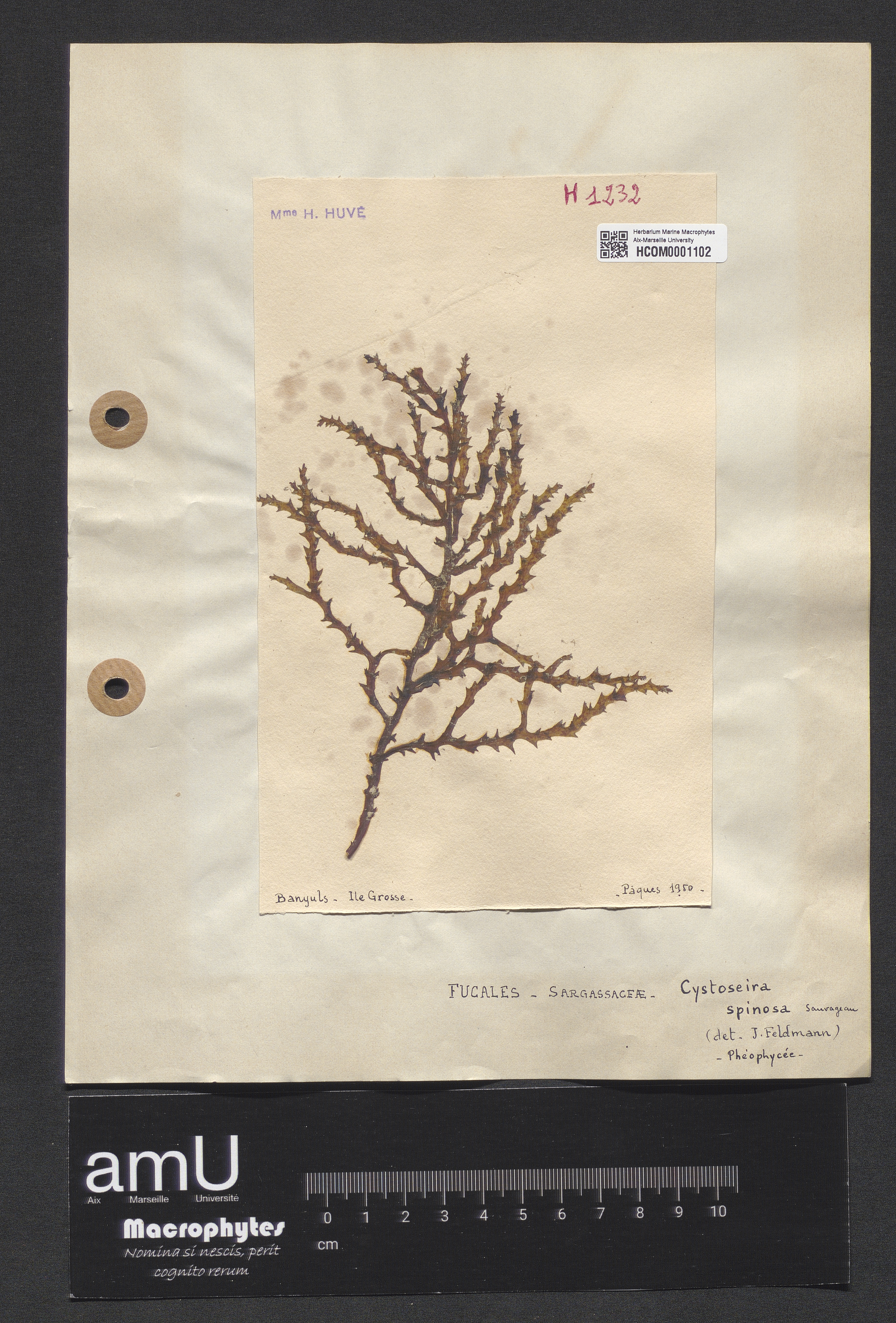 Cystoseira spinosa specimen