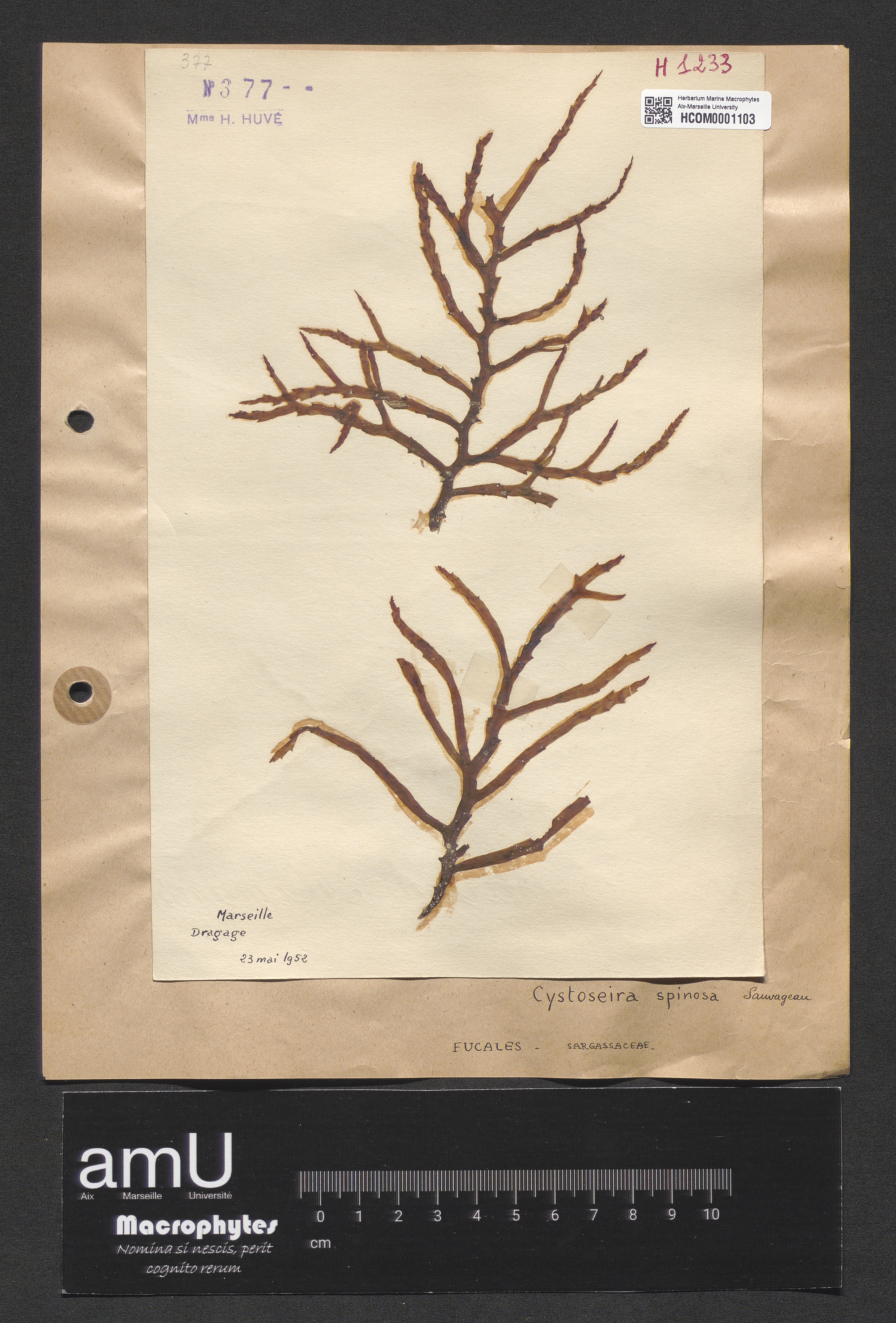 Cystoseira spinosa specimen