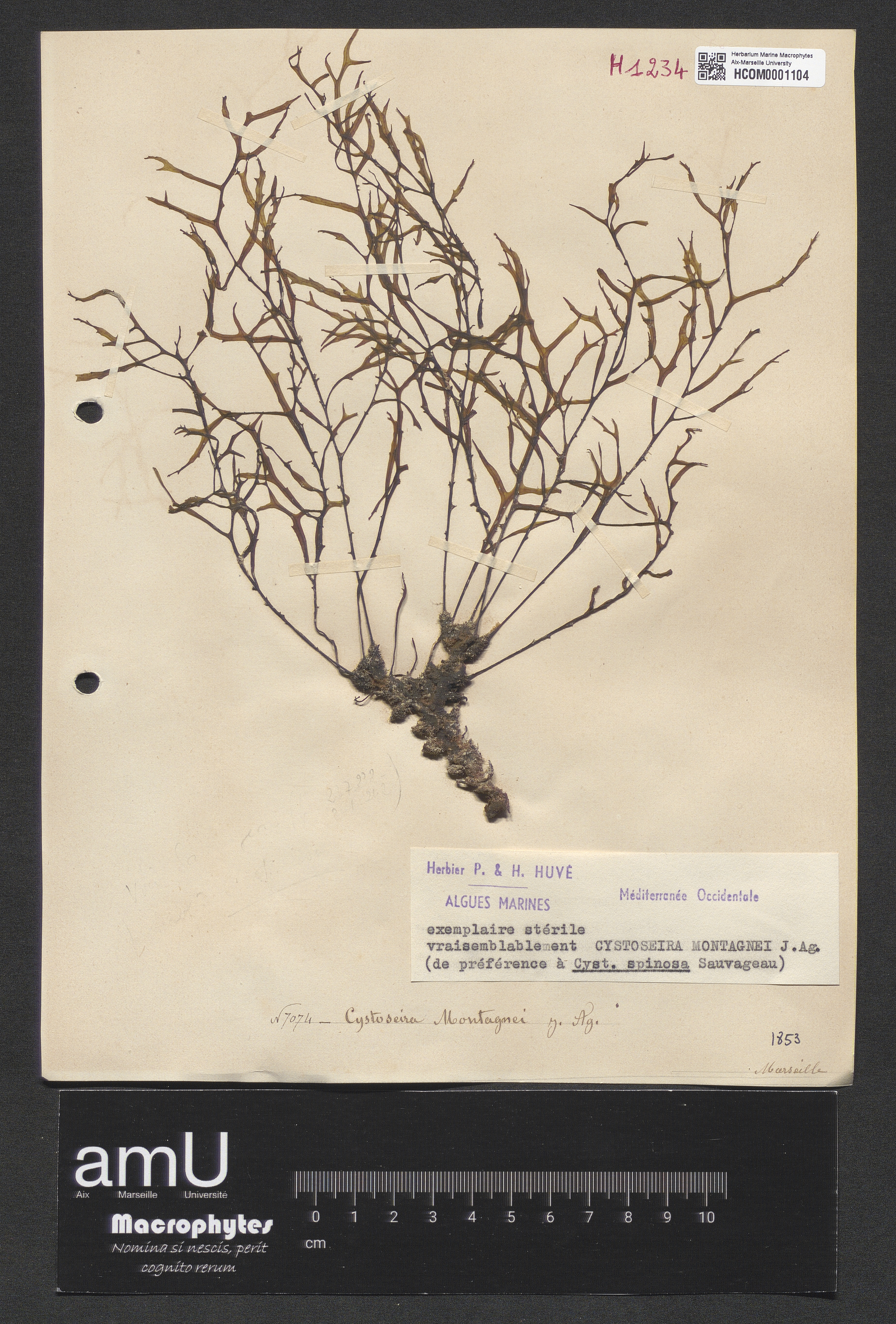 Cystoseira montagnei specimen