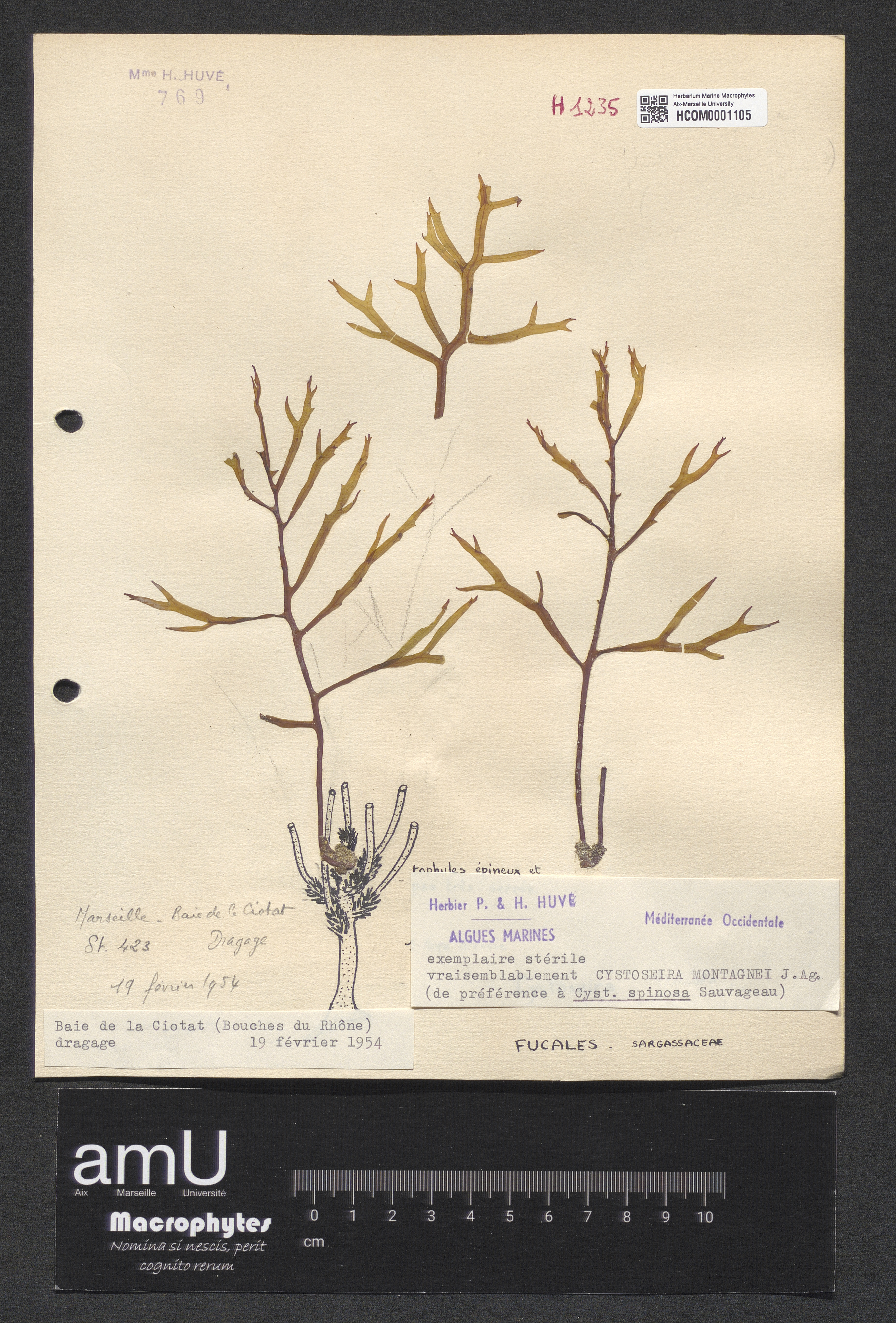 Cystoseira montagnei specimen