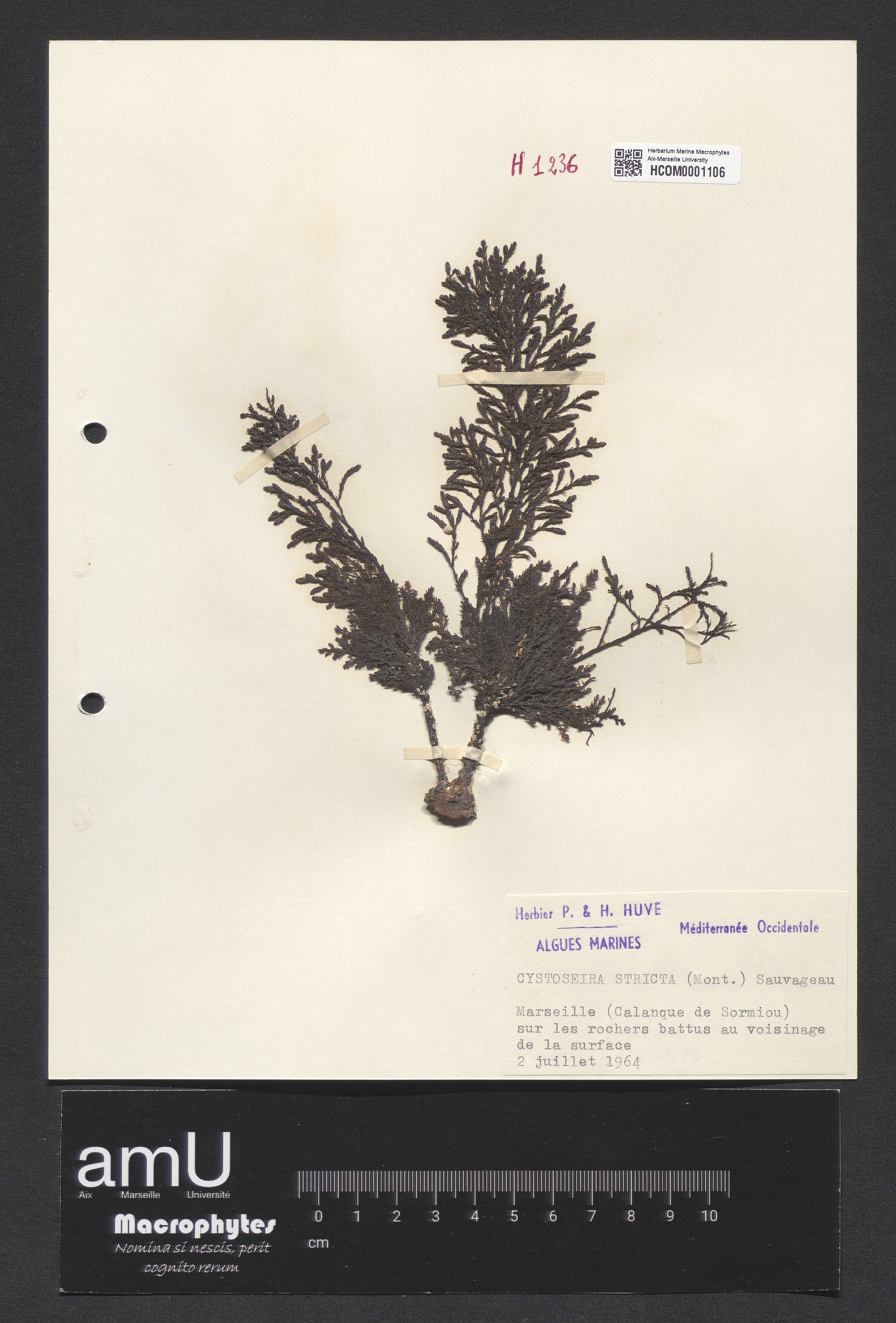Cystoseira stricta specimen