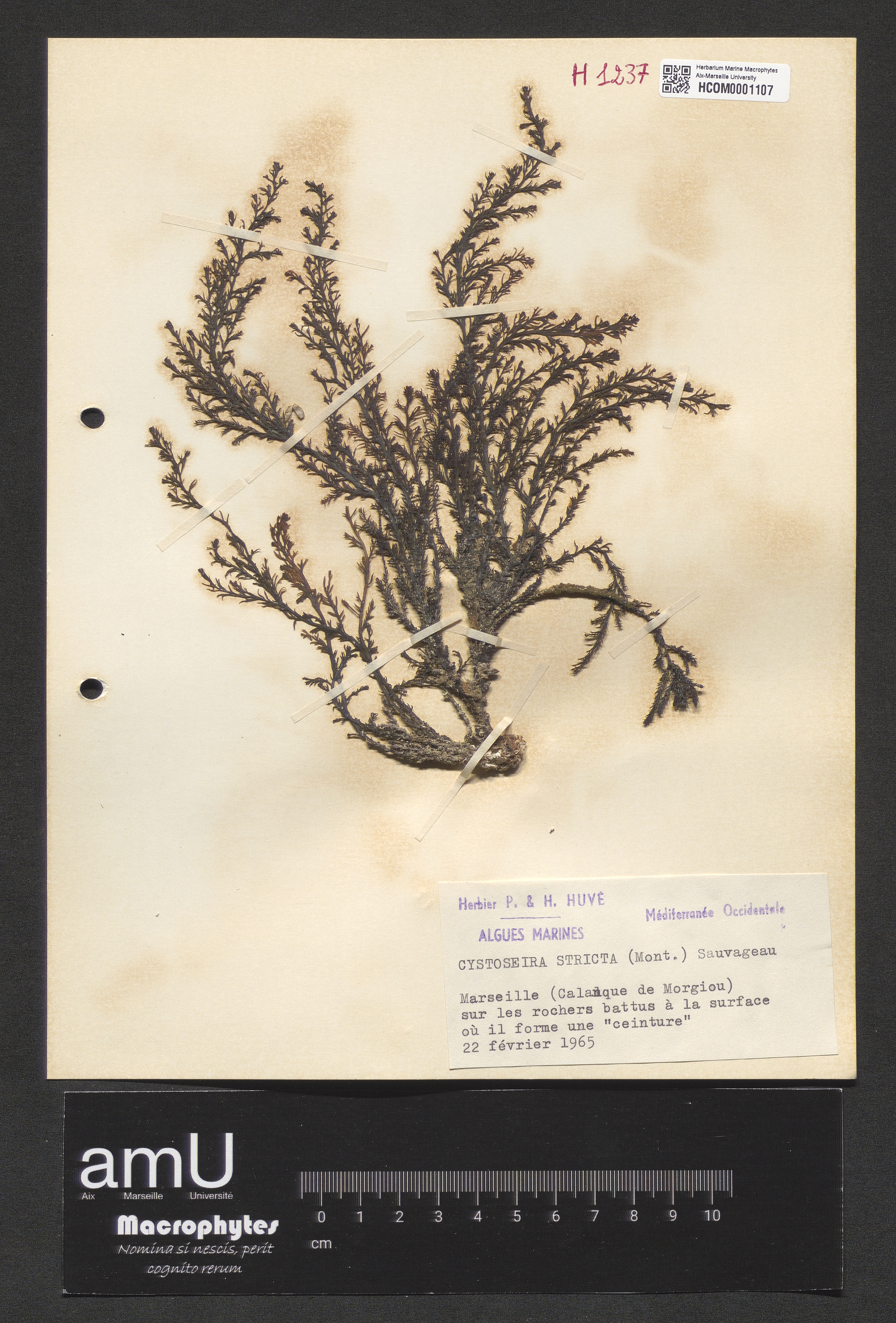 Cystoseira stricta specimen