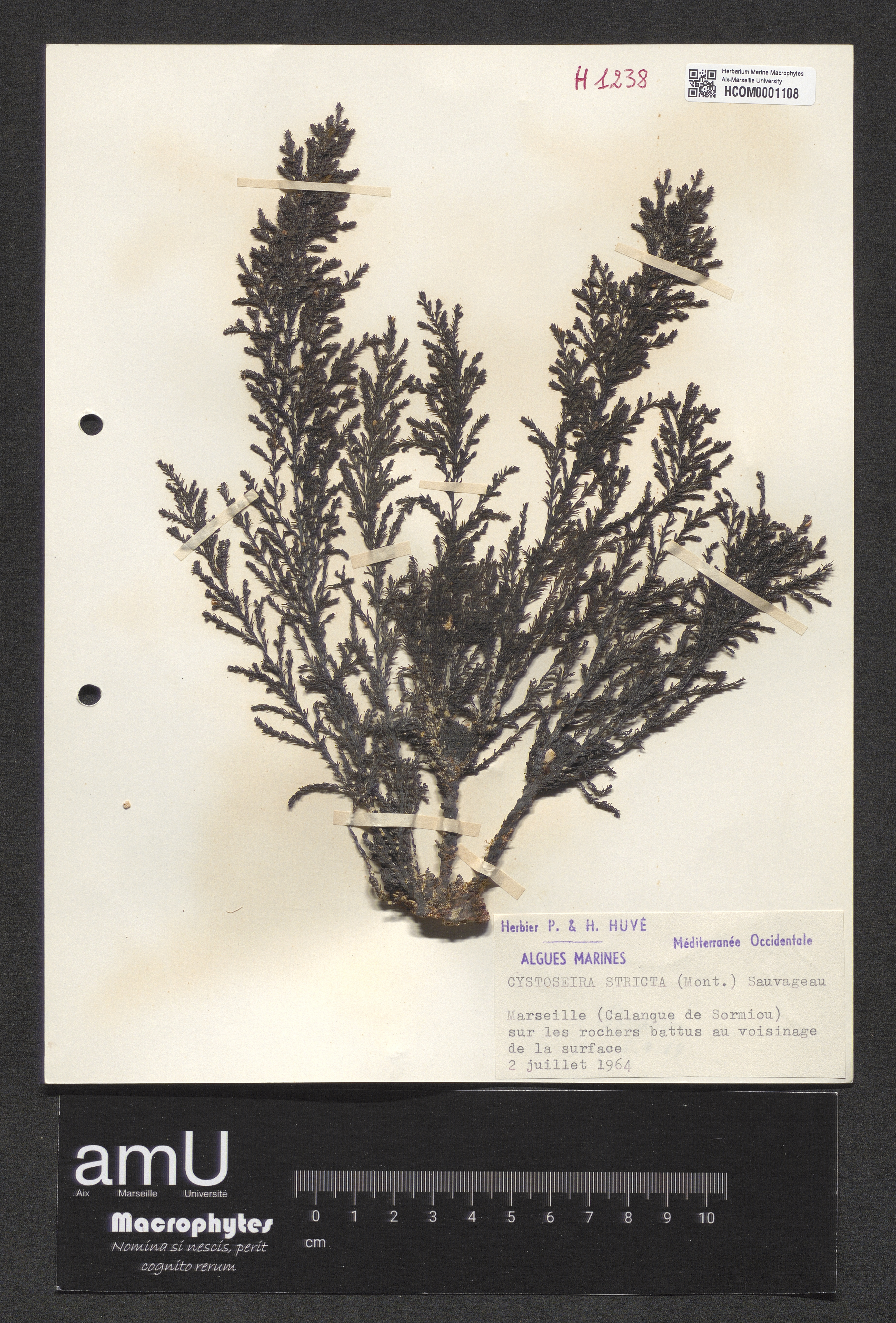 Cystoseira stricta specimen