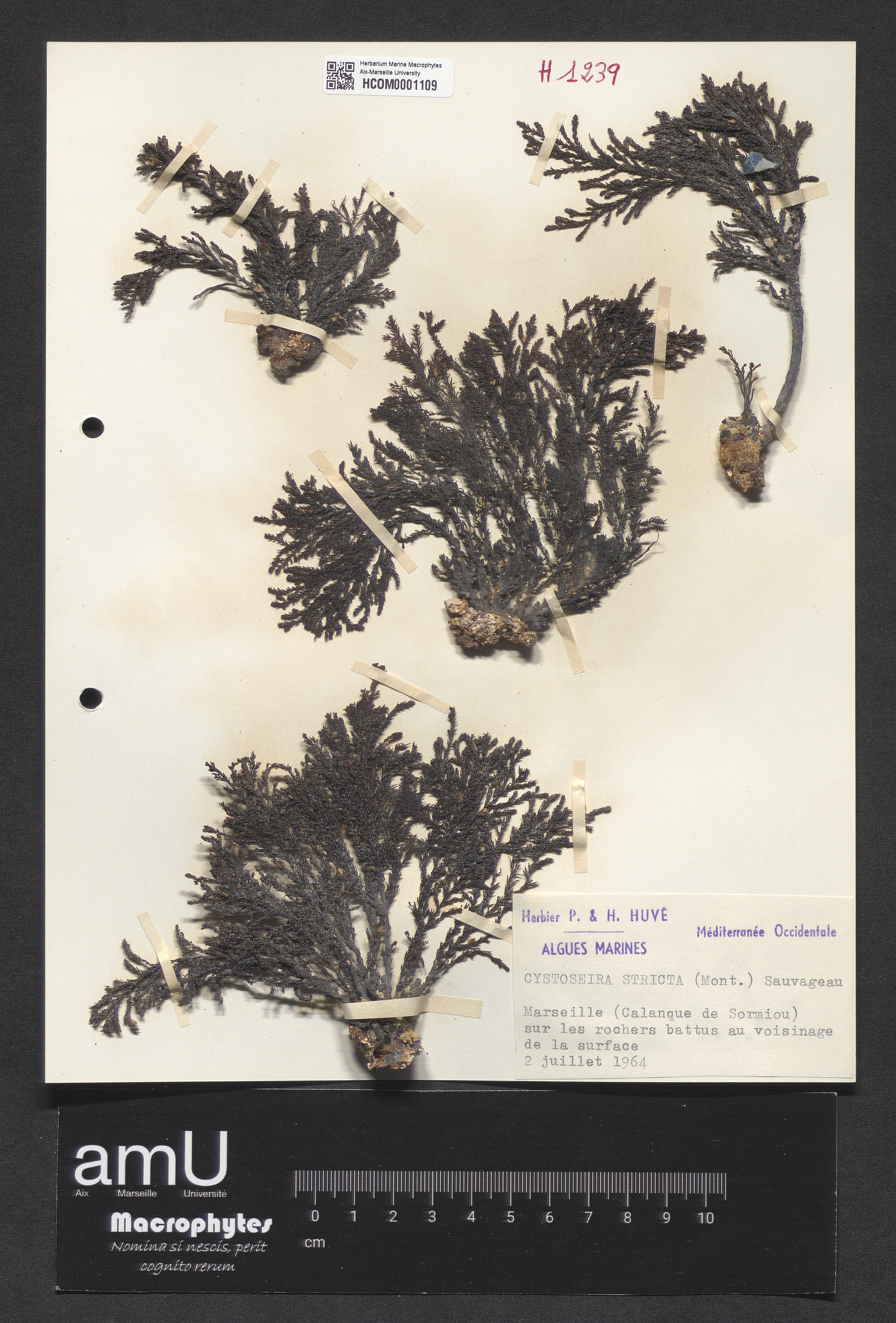 Cystoseira stricta specimen