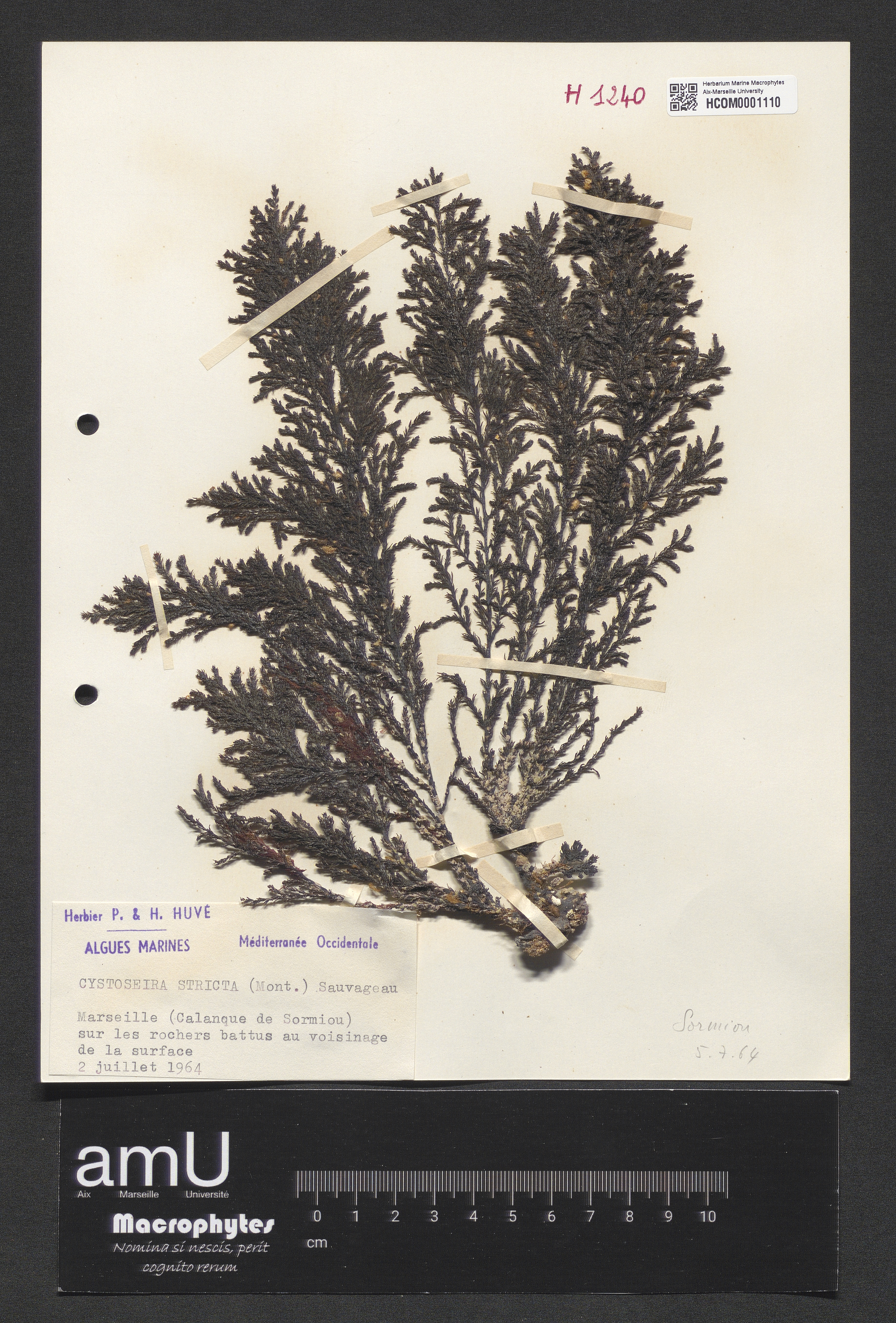 Cystoseira stricta specimen
