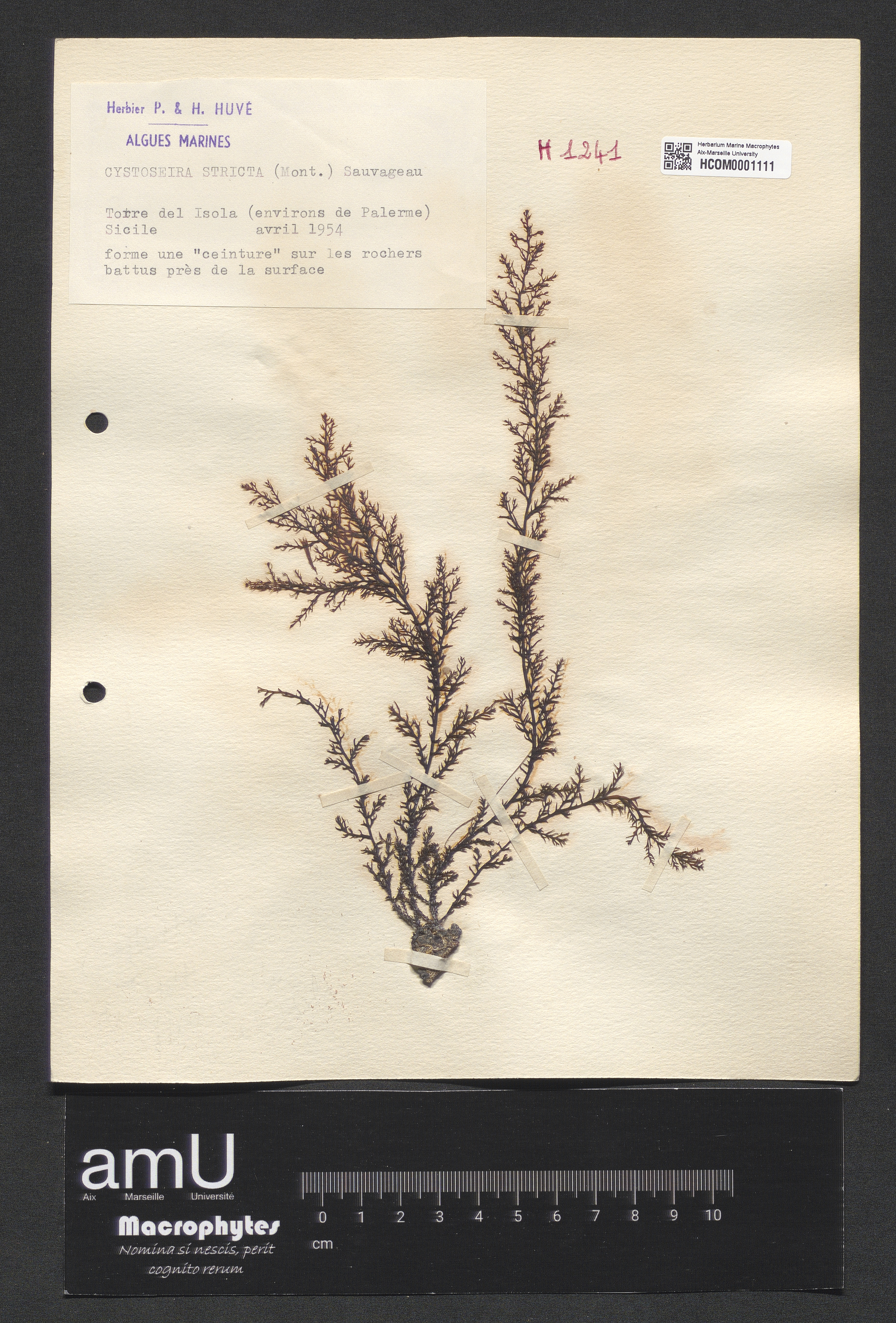 Cystoseira stricta specimen
