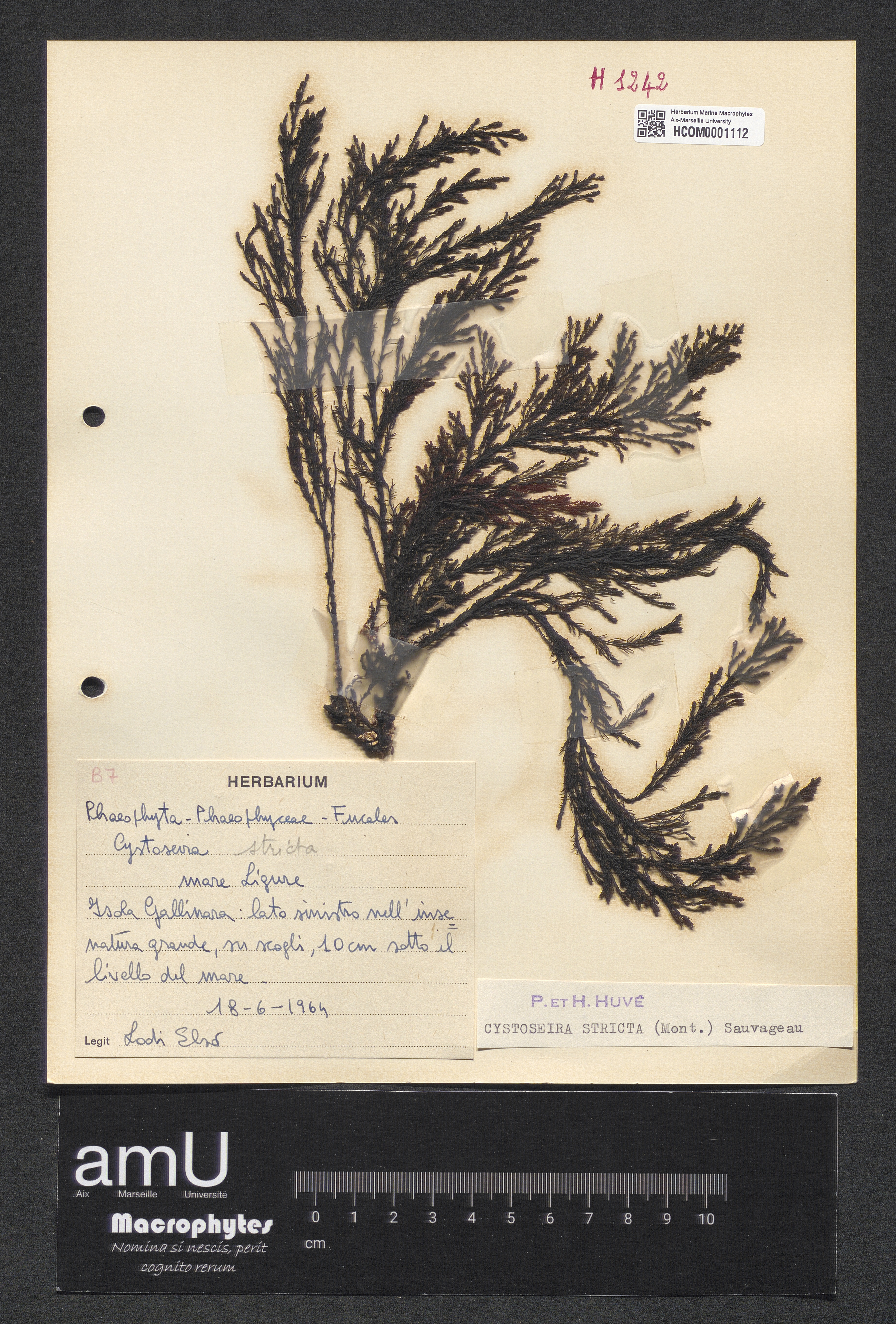 Cystoseira stricta specimen